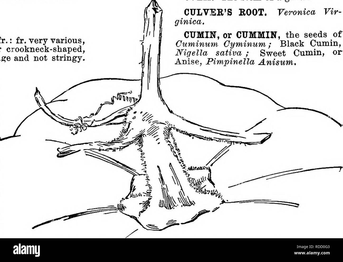 . Cyclopedia der amerikanischen Gartenbau, bestehend aus Anregungen für den Anbau von Gartenpflanzen, Beschreibungen der Arten von Obst, Gemüse, Blumen und Zierpflanzen in den Vereinigten Staaten und in Kanada verkauft, zusammen mit geographischen und Biographische Skizzen. Im Garten arbeiten. Cucurbita pepo, var, oviiera. Noch deutlich erweiterten Nächste der fr.: Fr. sehr verschiedenen, aber nicht leicht gelb noch warty noch crookneck - geformt, in der Regel spät reifende, das Fleisch "orange und nicht klebrig. Vermutlich Amerikanische. foBtidissima, Kunth (C perinnis, Grau. Pro 4 Ciicwmis nnis, James). Abb. 605. Staude: Long-run Stockfoto