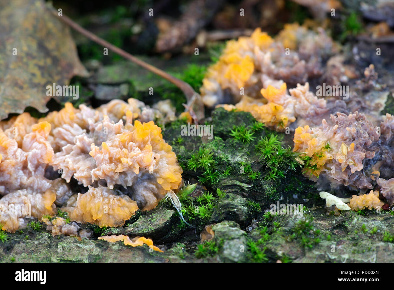 Phlebia radiata, wie die Zerknitterten Kruste bekannt Stockfoto