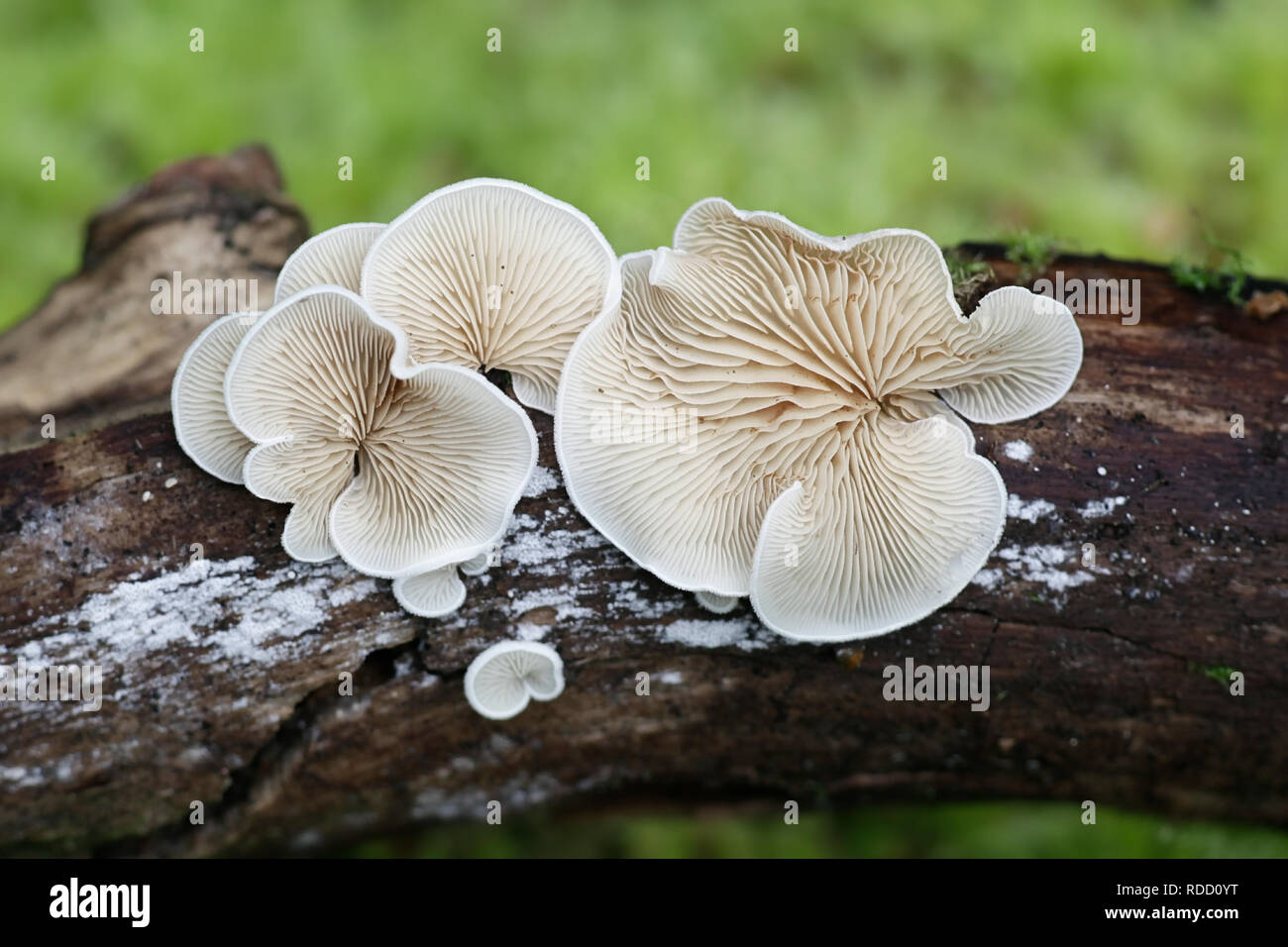 Ausweichend agaric, Crepidotus sp Stockfoto
