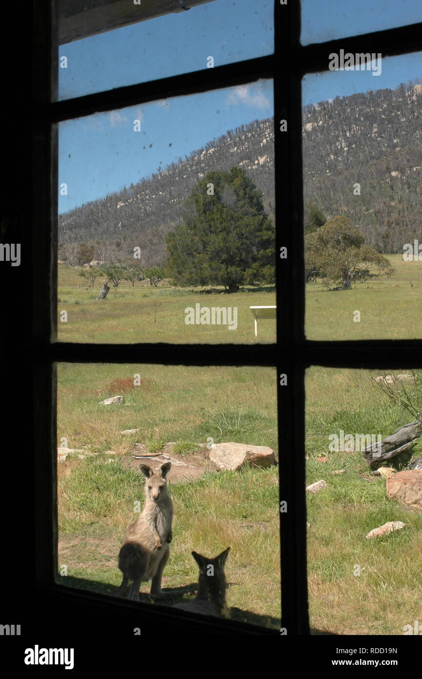 Kängurus auf orroral Homestead Stockfoto