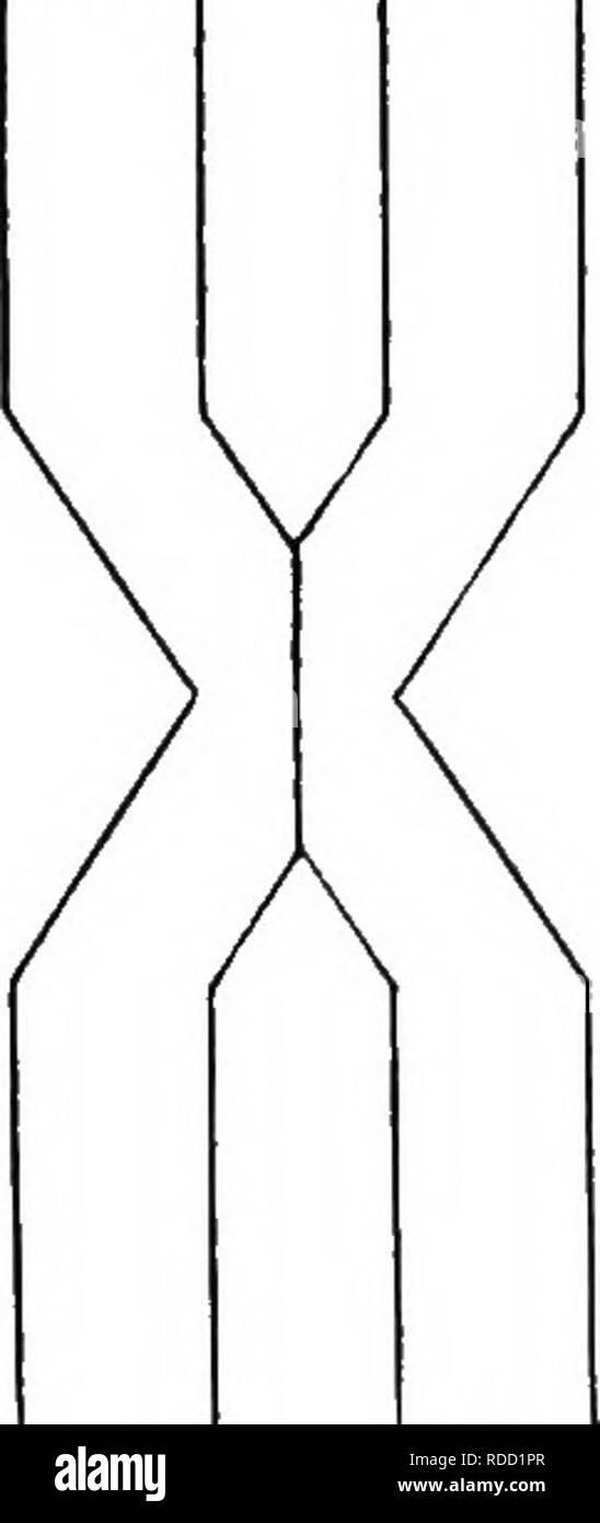 . Pflanzengenetik. Vererbung; Mendels Regeln; Pflanzenzüchtung. J^fTV J^ (^. Abb. 26.-, die veranschaulicht, wie überqueren können auftreten. Bitte beachten Sie, dass diese Bilder sind von der gescannten Seite Bilder, die digital für die Lesbarkeit verbessert haben mögen - Färbung und Aussehen dieser Abbildungen können nicht perfekt dem Original ähneln. extrahiert. Coulter, John Merle, 1851-1928; Kolter, Merle Merle C. (Crowe), 1894-1958. Chicago: University Press Stockfoto