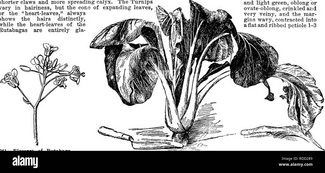 . Cyclopedia der amerikanischen Gartenbau, bestehend aus Anregungen für den Anbau von Gartenpflanzen, Beschreibungen der Arten von Obst, Gemüse, Blumen und Zierpflanzen in den Vereinigten Staaten und in Kanada verkauft, zusammen mit geographischen und Biographische Skizzen. Im Garten arbeiten. 178 BRASSICA BBASSICA BB. I/vs. {Ausgenommen bei der Blume-stem) dünne und Grün: Fls. Kleinere und helles Gelb, weniger prominent kratzten, c Anlage potenziell Biennale {Das ist, die Wurzel hart und verdickt, oft deutlich Knötchenförmige): Laub Unternehmen in der Textur. D. Laub deutlich behaart. Bd. 1, Pa, Linn. Gemeinsame Rübe. Stockfoto