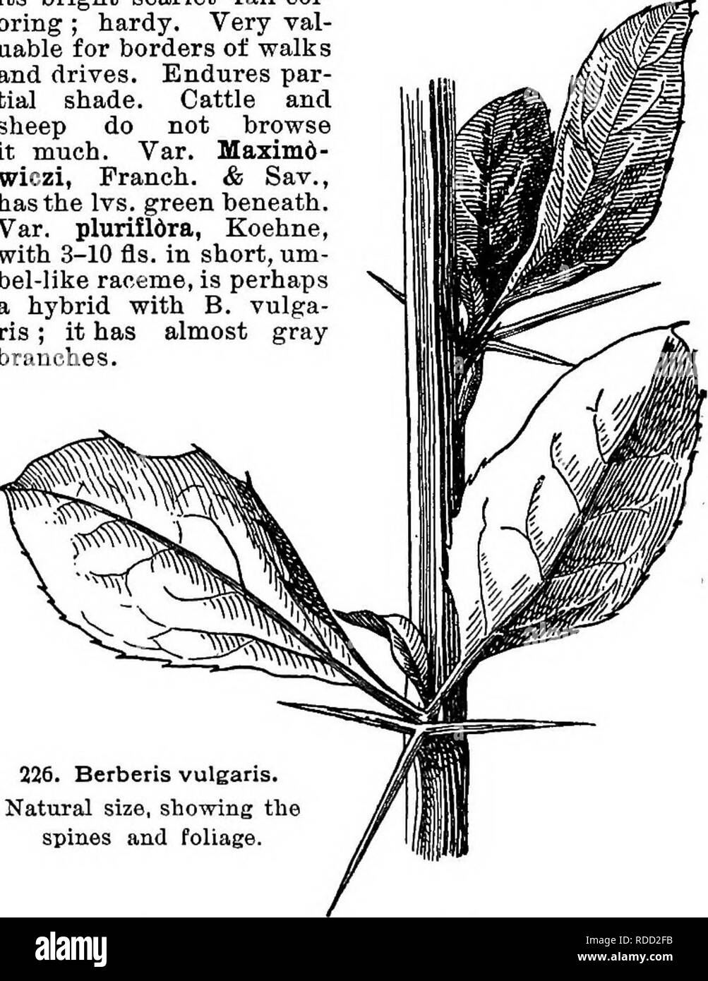 . Cyclopedia der amerikanischen Gartenbau, bestehend aus Anregungen für den Anbau von Gartenpflanzen, Beschreibungen der Arten von Obst, Gemüse, Blumen und Zierpflanzen in den Vereinigten Staaten und in Kanada verkauft, zusammen mit geographischen und Biographische Skizzen. Im Garten arbeiten. 225. Berberis vulgaiis, Obst. Nepalensis, 20: nervosa, 22; Neuberti, 14; pinnata, 18; pluriflora, 8; repens, 23; Sieboldi, 2, und 1 mal Liste; Sinensis, 5; stenophylla, 10; Thunbergi, 8; vul-garis, 1; Walliehiana, 13. A. fasciculate Jjvs. Einfache, in der Regel in den Blattachseln Stacheln, Laub oder Persis Stockfoto