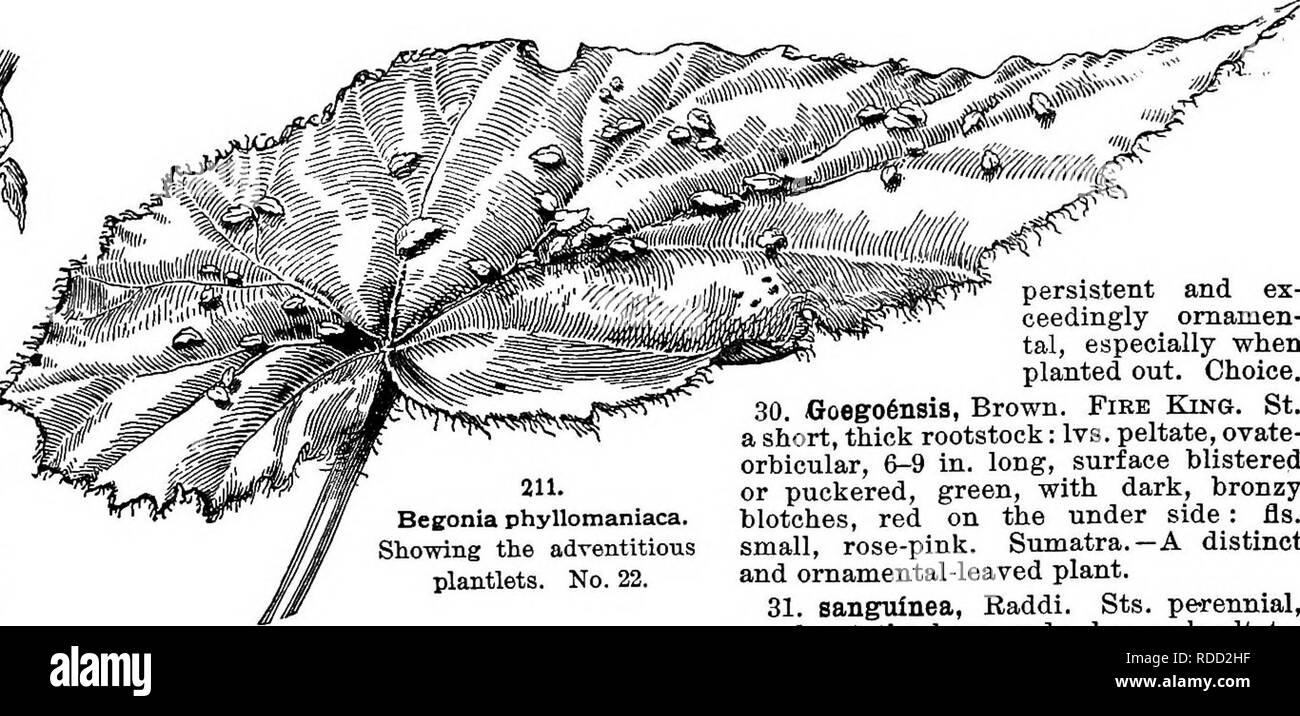 . Cyclopedia der amerikanischen Gartenbau, bestehend aus Anregungen für den Anbau von Gartenpflanzen, Beschreibungen der Arten von Obst, Gemüse, Blumen und Zierpflanzen in den Vereinigten Staaten und in Kanada verkauft, zusammen mit geographischen und Biographische Skizzen. Im Garten arbeiten. 211. Beffonia phyllomaniaca. Zeigt das zufällige Jungpflanzen. Nr. 22. hat kleinere Fls. vom reinsten Weiß und süß duftend. Dr. Naohtigal, Hybrid (JS. nitida, Trocken., var. odorata albaxl/ynehe-ana), ist ähnlich wie in der allgemeinen Form zu den oben genannten, hat aber Fls. Eines Deli - cate rose - rosa, besonders auf den Iimer surf Stockfoto