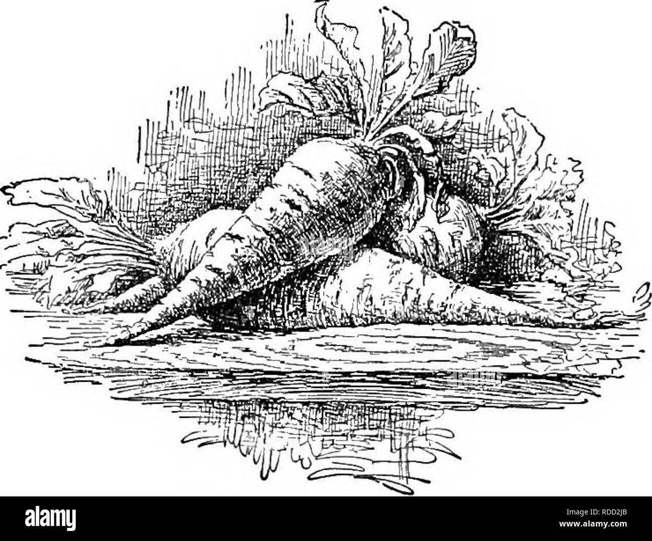 . Cyclopedia der amerikanischen Gartenbau, bestehend aus Anregungen für den Anbau von Gartenpflanzen, Beschreibungen der Arten von Obst, Gemüse, Blumen und Zierpflanzen in den Vereinigten Staaten und in Kanada verkauft, zusammen mit geographischen und Biographische Skizzen. Im Garten arbeiten. Zuckerrüben Wurzeln, letztere häufig steigende in einiger Entfernung ont der Boden: ziemlich grobkörnig. Ausgiebig für Lager gewachsen. 3. Zuckerrüben. Sometinaes sagte zu einer anderen Spezies zu gehören, aber zweifellos hier eingestuft zu werden. Eher klein - wachsende Sorten, mit mittlerer Tops: die Wurzeln von klein bis mittelgroß, usua Stockfoto