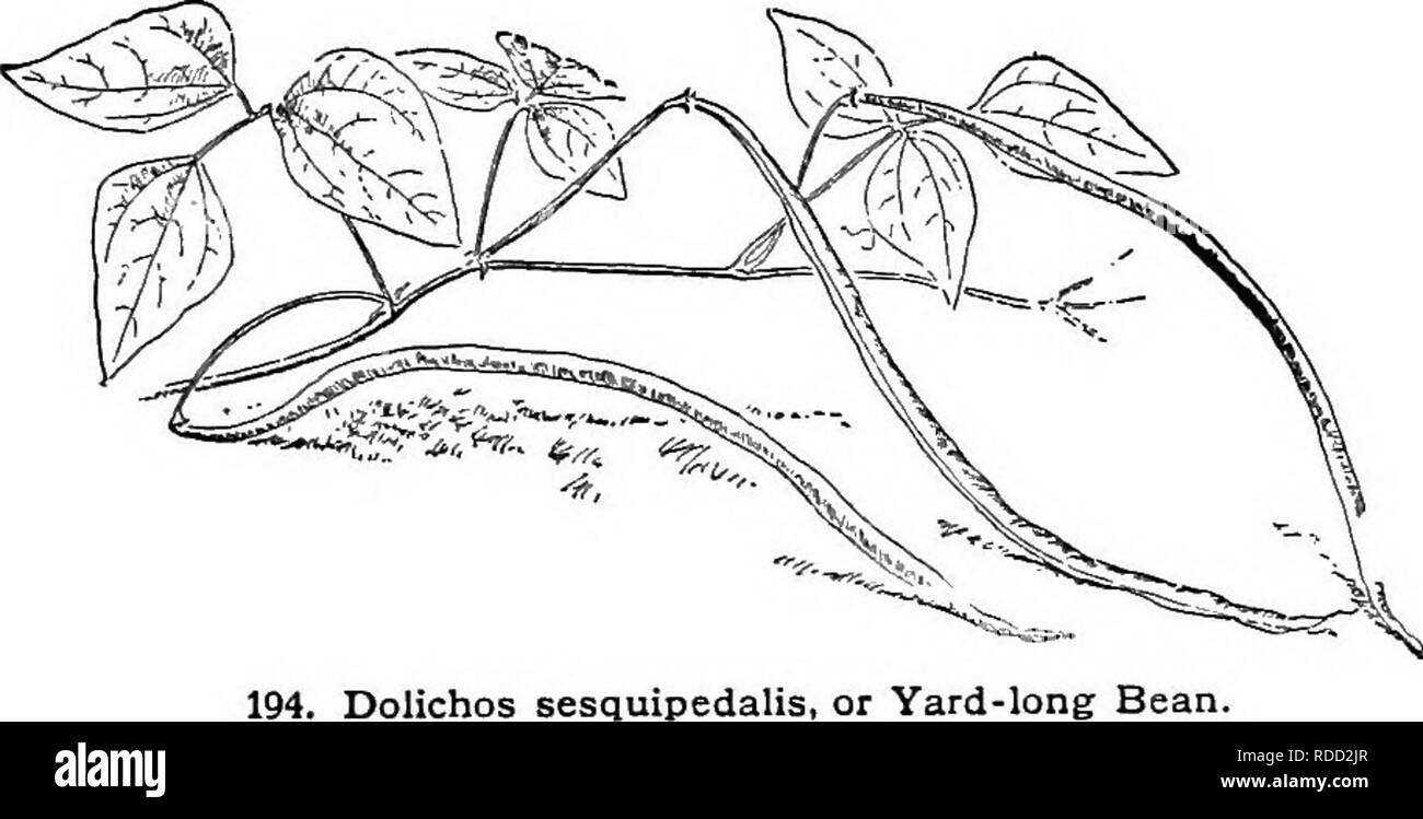 . Cyclopedia der amerikanischen Gartenbau, bestehend aus Anregungen für den Anbau von Gartenpflanzen, Beschreibungen der Arten von Obst, Gemüse, Blumen und Zierpflanzen in den Vereinigten Staaten und in Kanada verkauft, zusammen mit geographischen und Biographische Skizzen. Im Garten arbeiten. 195. Sojabohne - Glycine hispida (X%). Durch die Leute in England viel in der gleichen Weise, die wir verwenden, Lima Bohnen; aber letztere sind so viel besser, dass in den Vereinigten Staaten haben wir keine Notwendigkeit der Werk-ing der ehemaligen als Tabelle Gemüse. "BEABBEBBT. Siehe Arclostaphylos. Die BEAB BBEECH. Siehe Acanthus. BEAUCABNEA. Siehe NoUna. Stockfoto