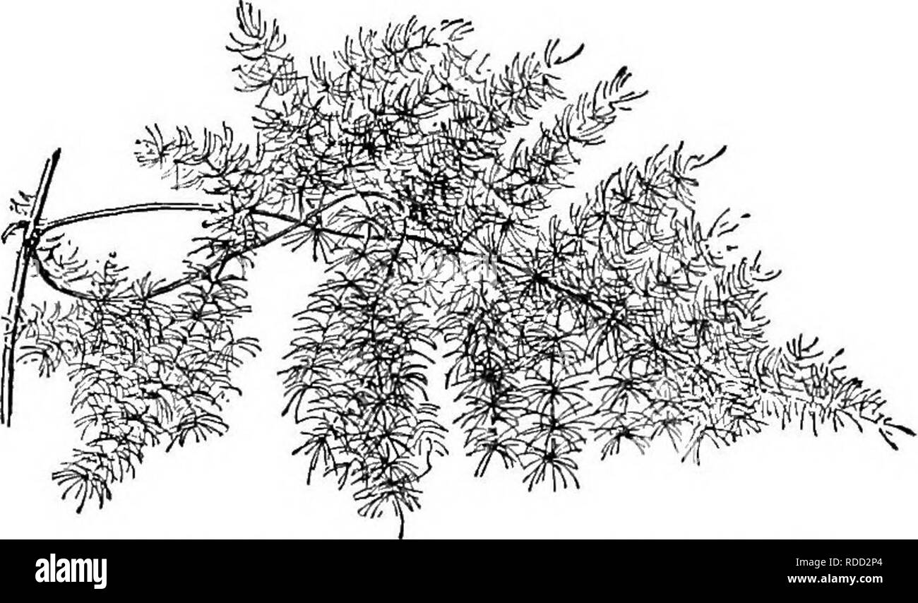 . Cyclopedia der amerikanischen Gartenbau, bestehend aus Anregungen für den Anbau von Gartenpflanzen, Beschreibungen der Arten von Obst, Gemüse, Blumen und Zierpflanzen in den Vereinigten Staaten und in Kanada verkauft, zusammen mit geographischen und Biographische Skizzen. Im Garten arbeiten. 1 S 4. Strone neTv Schießen von Spargel Sprengerl. Sollte auch im Zerlegen, für viele Male wird es mehrere junge WUCHERUNGEN ein Fuß oder so hoch, dass für eine künftige String gespeichert werden können, und sie kann schlimmer sein als - weniger Wenn schneiden. Smilax für die Anpflanzung im Juli sollte vom Samen, der in Februar angehoben werden. Wenn 2 Stockfoto