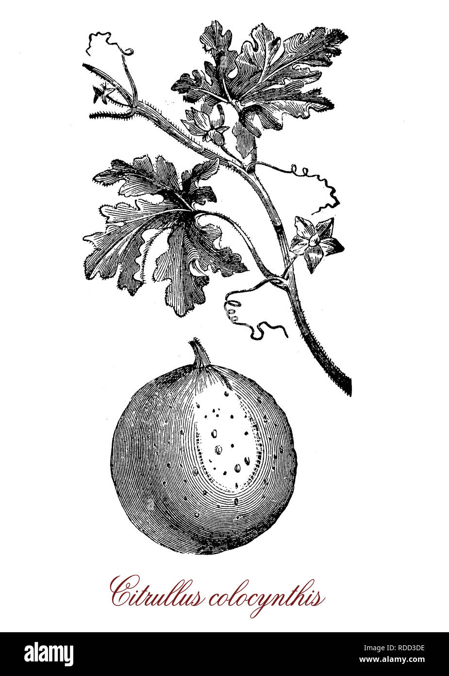 Vintage botanischen Gravur von citrullus Colocynthis, Wüste viny-Pflanze das Mittelmeer mit kleine harte Früchte der bitteren Geschmack. Für Ölsaaten und Biokraftstoffe angebaut Stockfoto