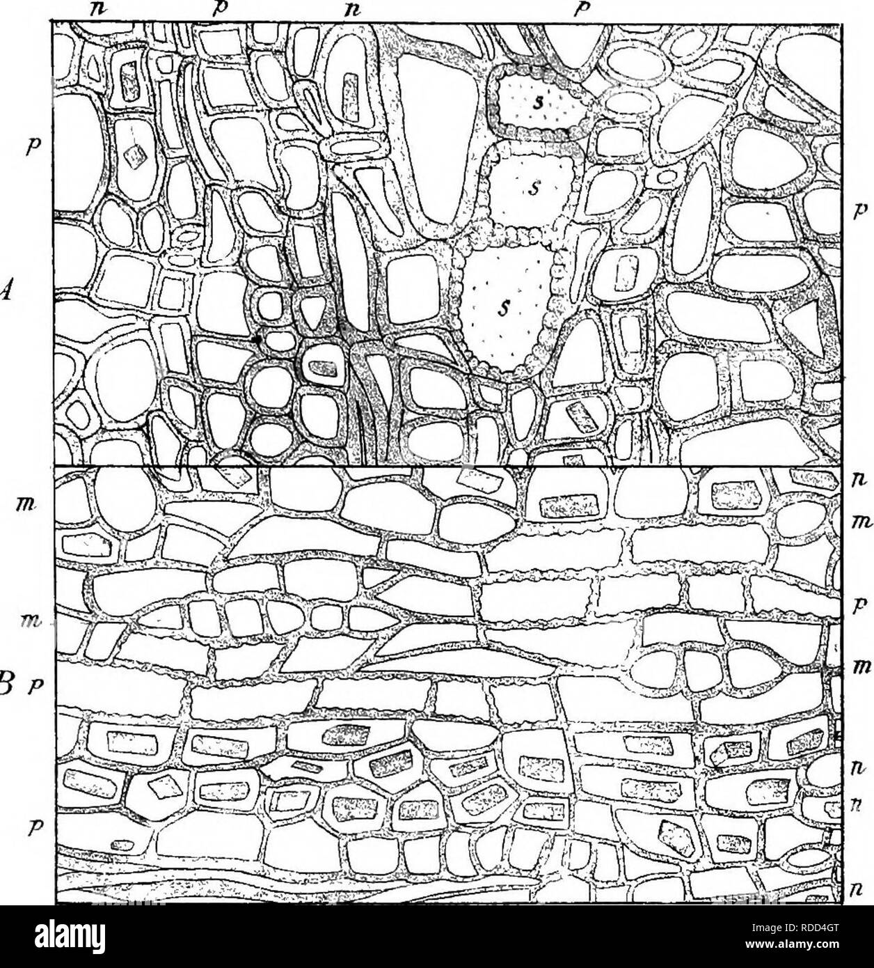 . Eucalyptographia. Einen beschreibenden Atlas der eukalypten von Australien und den angrenzenden Inseln. Eukalyptus; Botanik. 1 z. B p 3TH-Ti,^ nL/&gt; 6 7?t.. Bitte beachten Sie, dass diese Bilder sind von der gescannten Seite Bilder, die digital für die Lesbarkeit verbessert haben mögen - Färbung und Aussehen dieser Abbildungen können nicht perfekt dem Original ähneln. extrahiert. Müller, Ferdinand von, 1825-1896. Melbourne, J. Ferres, Govt. Drucken; [etc. , Etc. ] Stockfoto