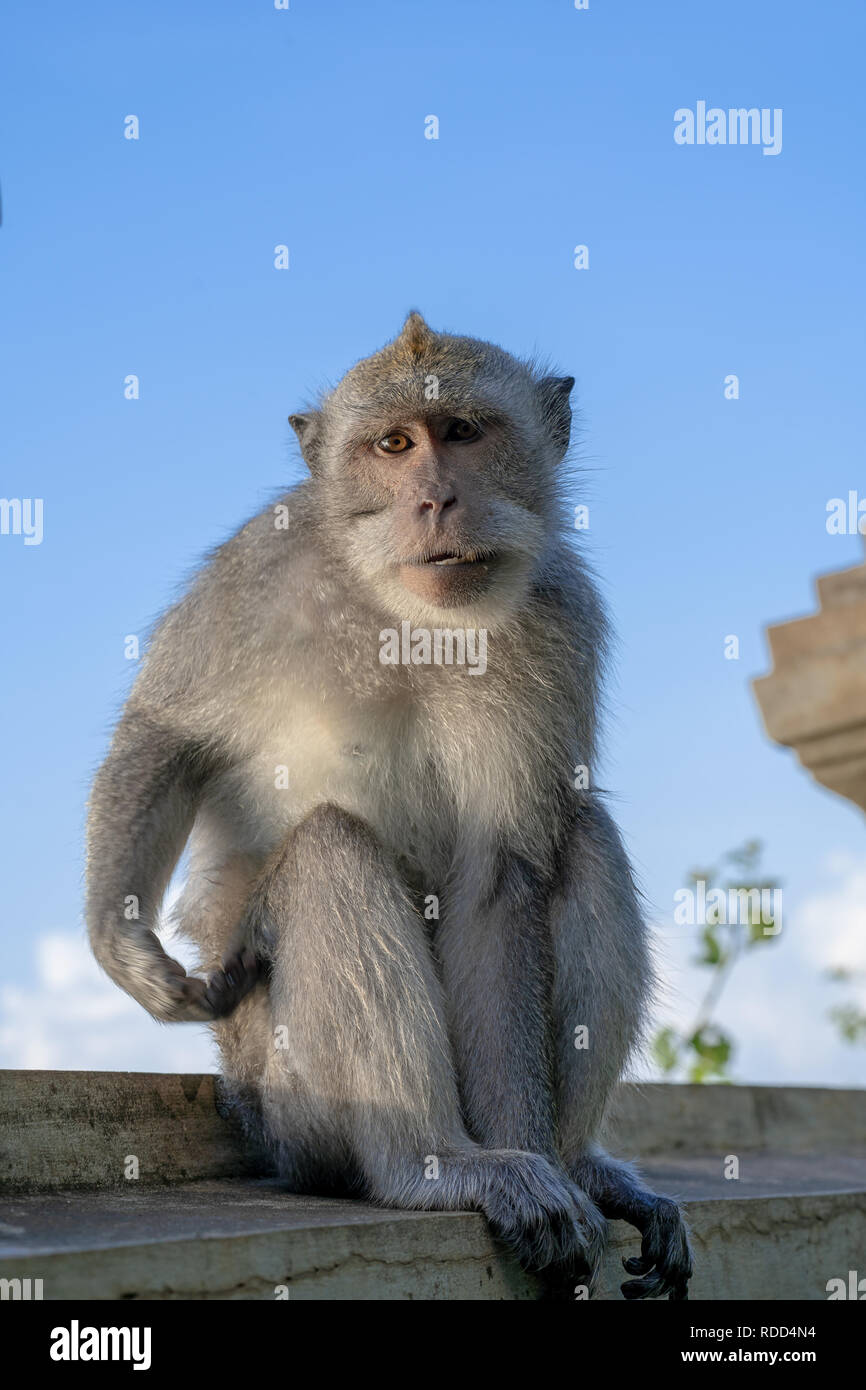 Fotogen Long-tail balinesischen Affen (Macaca fascicularis) sitzt an der Wand und Beurteilung/in die Kamera schaut bei Uluwatu Tempel in Kuta, Bali Stockfoto