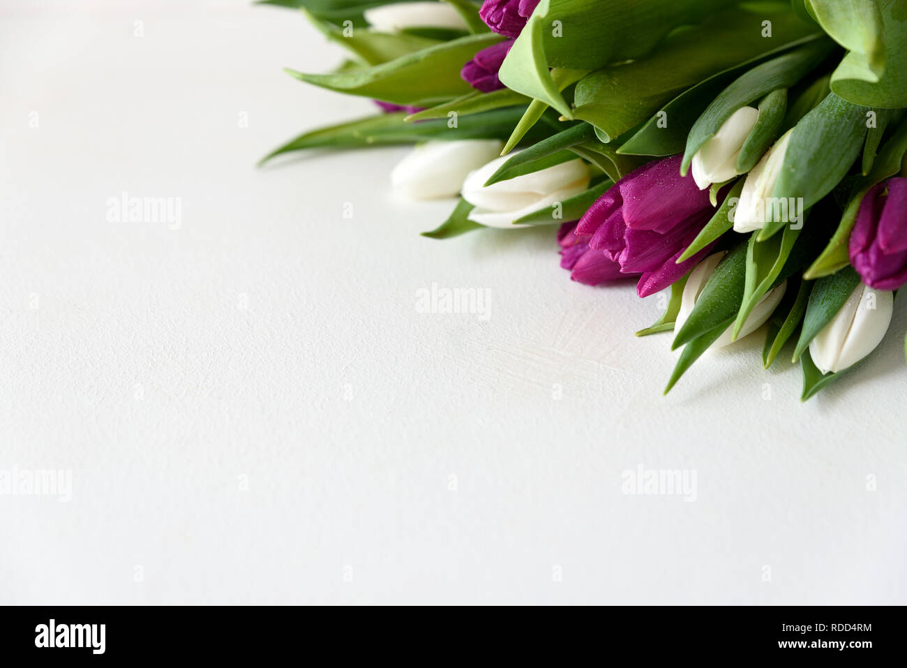 Blumenstrauß aus den weißen und lila Tulpen auf weißem Holz- Hintergrund. Ansicht von oben. Flach. Kopieren Sie Platz. Valentinstag, Muttertag, Geburtstag, Hochzeit celebrat Stockfoto