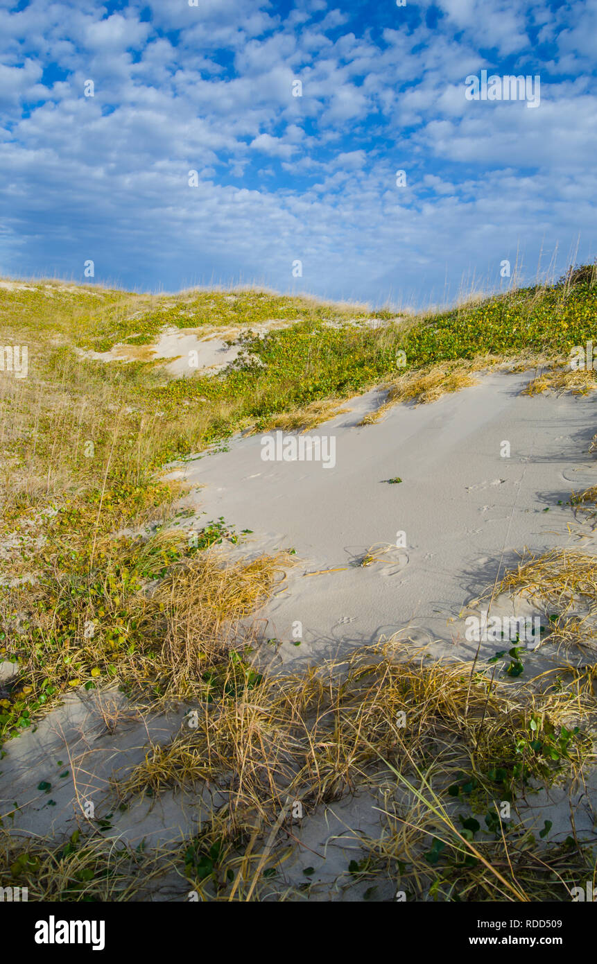 Sanddünen vor blauem Himmel an der False Cape State Park in Virginia Beach, Virginia Stockfoto