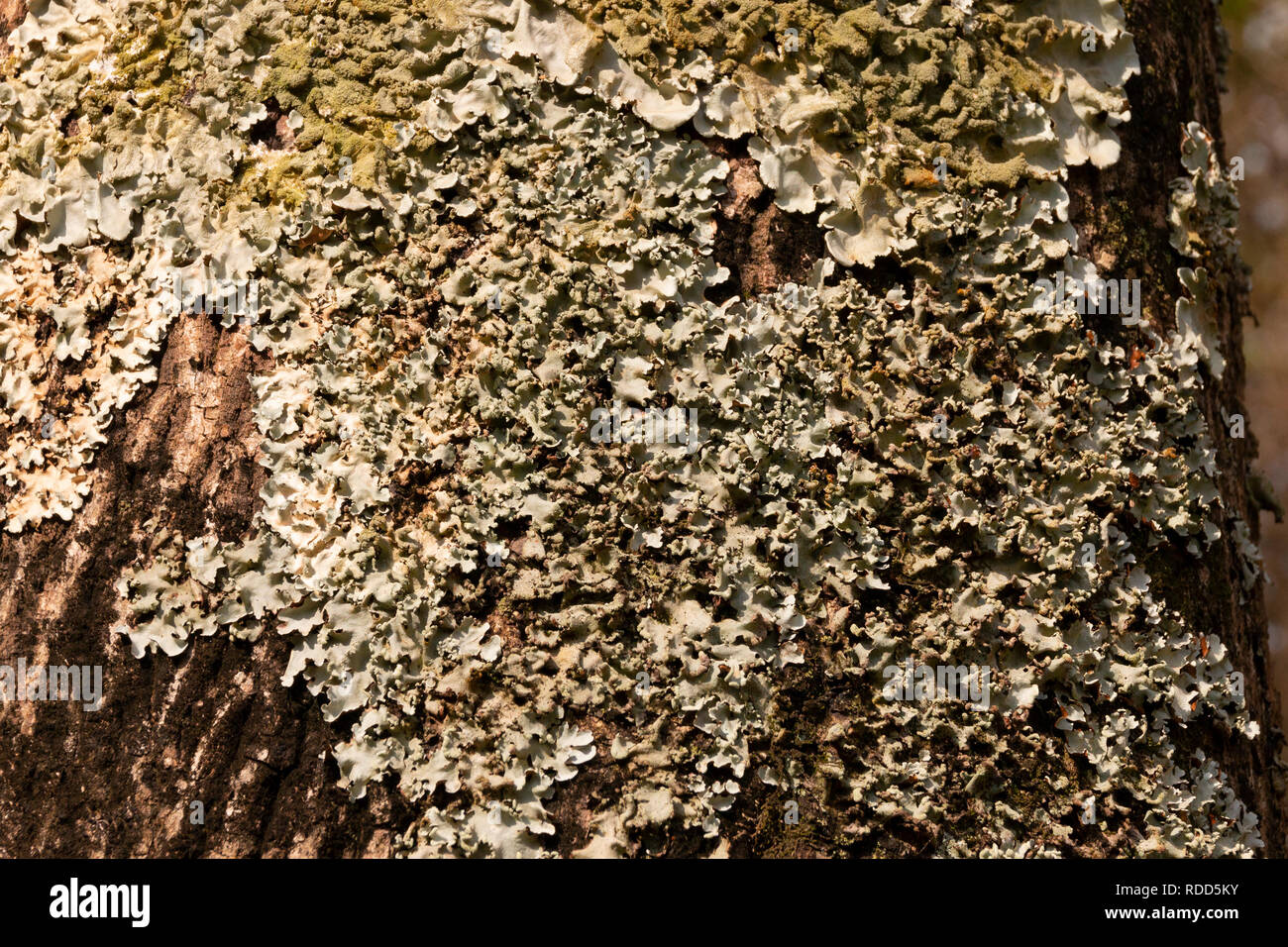 Eine Nahaufnahme von Moss Boden auf einem Baum Lkw in einem Garten Stockfoto