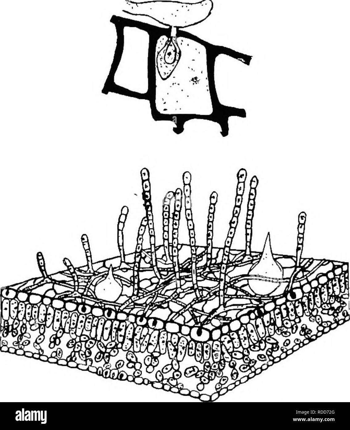 . Botanik für landwirtschaftliche Studenten. Botanik. Echter Mehltau (PERISPORIALES) 373 Baum wird getötet. Die tief vergrabenen Myzel wird nicht durch Sprays erreicht, und die totale Zerstörung der infizierten Bäumen ist die einzige verfügbare Methode zur Kontrolle der Krankheit. Echter Mehltau (Perisporiales). - Diese Gruppe umfasst viele Pilze, aber sie Arc alle sehr ähnlich in ihren Gewohnheiten. Das MYZEL tritt häufig auf der Oberfläche der Blätter, aber einige Male auf den Stielen und Früchte der höheren Pflanzen. Die myce -. Abb. 324. - Mehltau der Hop. Unten, schematische Zeichnen - ing einen Abschnitt einer Hop Blatt, t Stockfoto
