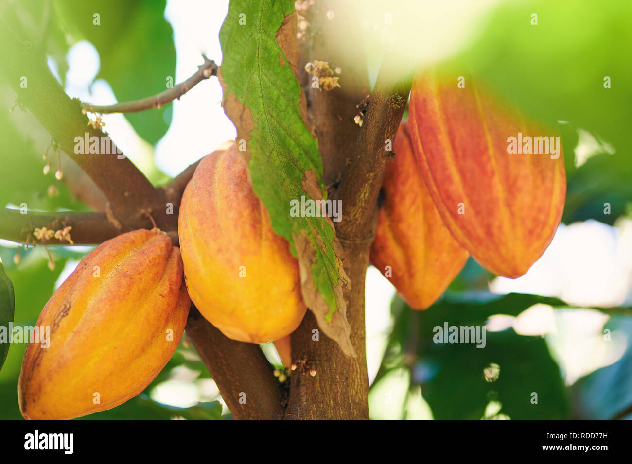 Gruppe von orange Farbe cacao Pod hängen am Baum Stockfoto
