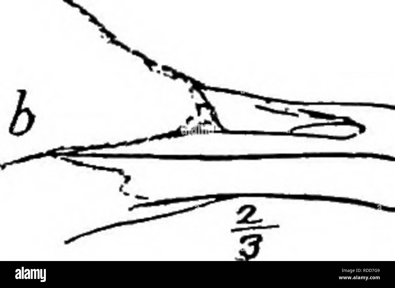 . Handbuch der Vögel des östlichen Nordamerika: mit Tasten, um die Arten und Beschreibungen ihrer Gefieder, Nester und Eier, deren Verteilung und Migration... Vögel. Abb. 5. Um I. Pygopodes. - Haubentaucher, Seetaucher, und Alken. Duoklike Vögel mit in der Regel scharf wies Rechnungen; Füße webbed, weit zurück in der Nähe der Schwanz; Tarsus deutlich abgeflacht; die hinteren Fuß, wenn vorhanden, mit einem Lappen oder Klappe; Rechnung ohne Toothlike Projektionen; Schwanz sehr kurz und manchmal scheinbar wollen. A. in der Zehen, gespitzt mit einem breiten Nagel. a. Zehen mit lobate Web-sites. . Familie Fodicipidcs: Haubentaucher (Abb. 5, a), S. 56. S. Zehen Webbe Stockfoto
