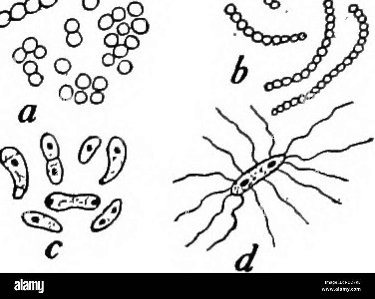 . Botanik für landwirtschaftliche Studenten. Botanik. Schwarz-rot von Kohl 347 C^O^O aufgrund Ihrer direkten Angriff auf das Gewebe, oder der Gifte, Gifte, die Sie ausscheiden. Sie produzieren die meisten Erkrankungen des Menschen, wie Erysipel, Tetanus, Diphtherie, Tuberkulose, Typhus, Lungenentzündung, Cholera, etc. (Abb. 300). Bei unseren domestizierten Tieren, solche Krankheiten wie Hog cholera, splenic Fieber, Rotz, schwarz - Bein, etc., sind durch Bakterien verursacht. Die Bekämpfung dieser Formen, entweder auszuschließen, zu zerstören oder sie zu neutralisieren, ist das Geschäft der modernen Medizin und Chirurgie. Neben Th Stockfoto