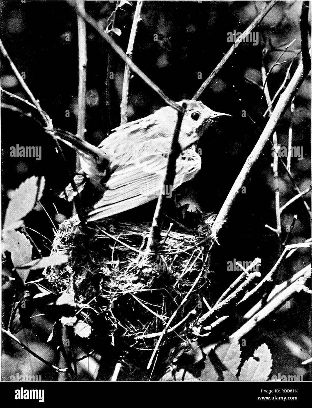 . Das Leben der wilden Vögel; eine neue Methode der Studie und Fotografie von Vögeln. Vögel; Fotografie von Vögeln. 14 wilde Vögel. im Feld oder im Labor für Wochen oder Monate zu arbeiten, um ein gut definiertes Ende erreichen, und dass er erreichen wird, vorausgesetzt, es lässt sich durch Intelligenz, Industrie umgaben, und Geschicklichkeit. Die Geduld der Naturforscher ist lieferbar im Handel, und zwar kein Erfolg ma) - kommen, weil es alleine, keiner kann ohne sie gewährleistet werden. In den zehn Tagen oder zwei Wochen oder mehr des Lebens am Nest Veranstaltungen rap bewegen - untätig und die Frage nach der Zeit ist wichtig. Anj "Unterbrechungen sind daher opportunitie Stockfoto