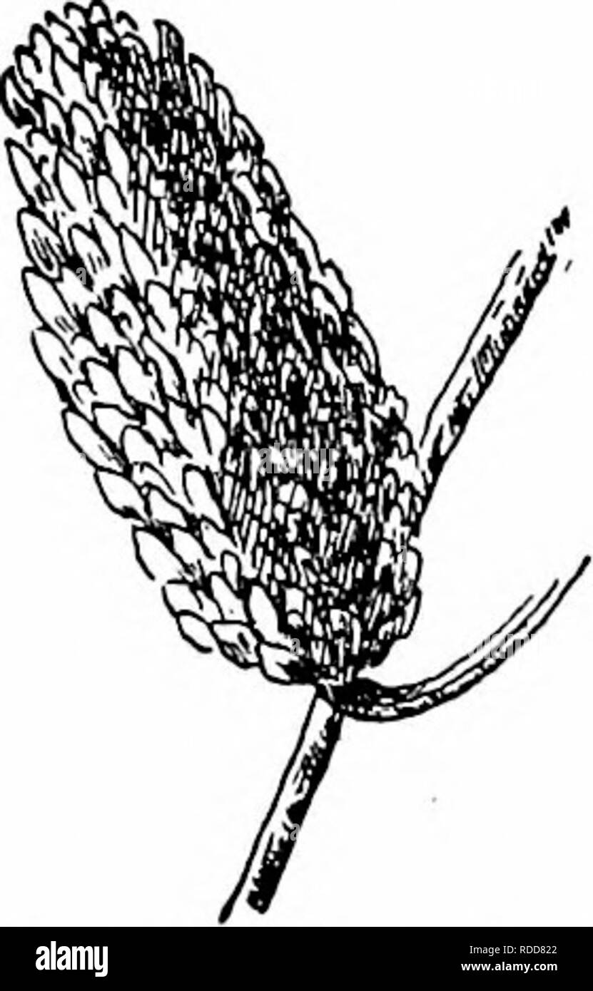 . Unsere einheimischen Bäume und wie sie zu identifizieren: Eine populäre Untersuchung über ihre Gewohnheiten und ihre Besonderheiten. Bäume. Birke Familie gewachsen sind stumpf Dunkelgrün oben, blass gelb grün unten; Mittelrippe gelb, primäre Venen undeutlich oben, aber auffällig und Behaart unten. Im Herbst verwandeln Sie eine klare, hell gelb - niedrig. Blattstiele Stout, behaart, tief eingekerbte oben. Nebenblätter eiförmig, hellgrünen oder fast weiß, caducous. Blumen. - April, bevor die Blätter. Stami-nate palmkätzchen Form im Spätsommer, im Winter sind drei Viertel der einen Zoll lang. Wenn die Blüten sich öffnen Die palmkätzchen werden drei bis vier Zoll lang, ein Stockfoto