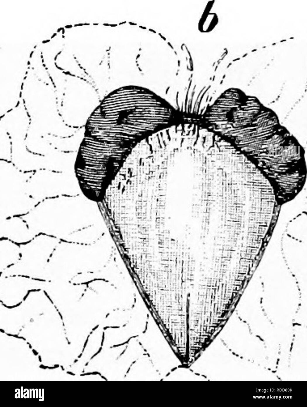 . Krankheiten von Pflanzen durch cryptogamic Parasiten induziert: Einführung in das Studium der pathogenen Pilzen, Schleim - Pilze, Bakterien, &Amp; Algen. Pflanzenkrankheiten; parasitäre Pflanzen, Pilze. 262 ASCOMYCETEN. eine Wolke der Sporen so ausgeworfen kann leicht gesehen werden. Die Infektion erfolgt auf der Birke Blumen. Es ist möglich, Keimen im Wasser und auf dem feuchten Blätter zu fördern, sondern den Keim - Röhren bald sterben. Diese Krankheit, aufgrund der geringen Größe der Birke Obst und die winzigen Sklerotien, blieb für lange Zeit ziemlich un-beobachtet, dennoch scheint es überall üblich zu sein; in Eussia häufig gefunden. Stockfoto