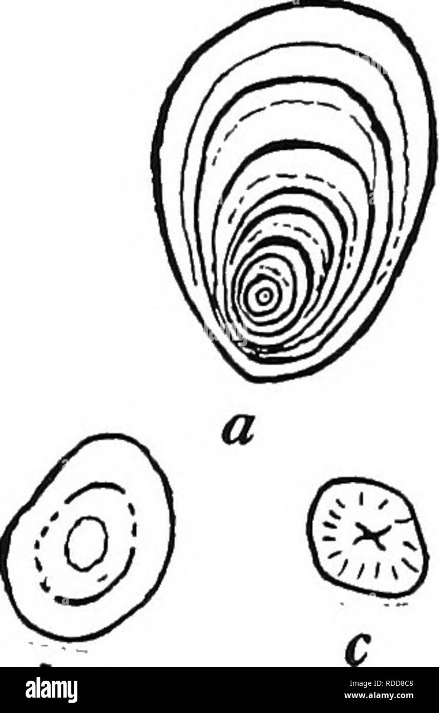 . Botanik für landwirtschaftliche Studenten. Botanik. 278 Blätter als Rohrzucker, aber unterschiedliche in der Anordnung der Atome, tritt in das Keimen von Samen, und ist vor allem in den keimenden Gerste reichlich vorhanden. Es wird gebildet, wenn Stärke in seine Bestandteile zerlegt wird. Maltose, wenn in seine Bestandteile zerlegt, gibt Anlaß zu zwei Molekülen Glucose. Die Stärken sind die häufigsten Formen der Lagerung der Lebensmittel, in denen die Photosynthese Zucker umgewandelt wird. Sie kommen in allen Teilen der Pflanze, sind aber besonders reichlich in Samen, Knollen und fleischigen Wurzeln, wo sie ausgiebig von Mann für Lebensmittel verwendet werden. Das Essen wert Stockfoto
