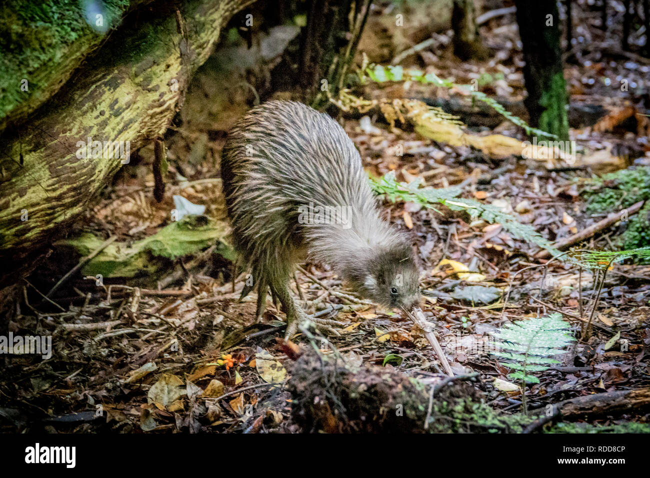 Seltene wilde Kiwi Vogel Nahrungssuche im Wald von ulva Island, Neuseeland, der einzige Ort, wo Kiwi Vögel tagsüber gesehen werden kann. Southern Brown Kiwi, EIN Stockfoto