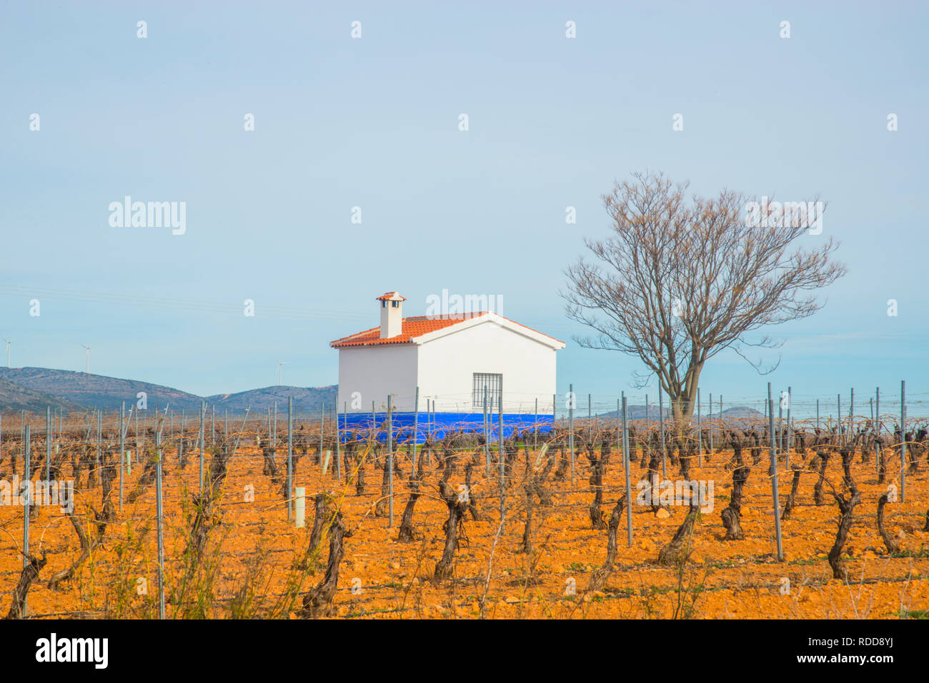 Weinberg und Hütte. Campo de Montiel, Ciudad Real Provinz, Castilla La Mancha, Spanien. Stockfoto