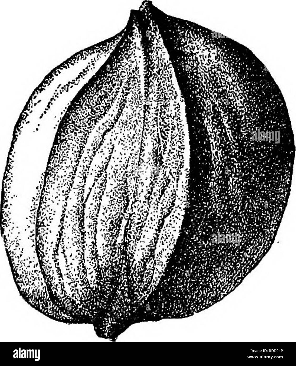 . Die amerikanische Obst culturist, mit Anweisungen für die Vermehrung und Kultur von allen Früchten in den Vereinigten Staaten angepasst. Obst - Kultur. Abb. 6 Abl.-Rundliche, komprimiert. Schwein. 604.- Rundliche, schräg. Tanz der wilden Muttern. Wahrscheinlich die Zahl möglicherweise weitgehend erhöht werden. Abb. 599 stellt die typische Form der dünnen Schale shellbark; eine sehr große Abweichung von dieser Form, als Feigen. 600 bis 604 einschließlich, zeigt in der Regel dicker sh-ells und entsprechend kleinere Kerne. Walnüsse. Der Name Walnuss ist eher wahllos in diesem Land, die vielleicht am häufigsten angewendet Stockfoto