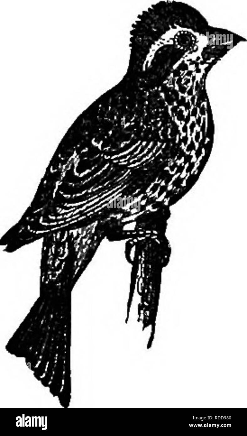 . Natürliche Geschichte der Tiere. Mit kurzen Beschreibungen der Tiere auf die natürlichen Tenney Geschichte Tabletten, aber komplett ohne die Tabletten. Zoologie. PERCHERS: Finken, FICHTENKREUZSCHNABEL, und Spatzen. 81 Und singt süß, während auf dem Flügel, aber seine Songs ia kurz. Die Feldlerche in Europa ist fast so für seine Songs als Nachtigall gefeiert. Es steigt oft vertikal in großer Höhe, und wenn steigende oder fallende es seiner abwechslungsreichen und kraftvoller Song singt. Finken, FICHTENKREUZSCHNABEL, Wimpel und SPAREOWS GROSBEAKS. Die Purple Finch ist etwa so groß wie das Blaukehlchen und schön von Crimson colo Stockfoto