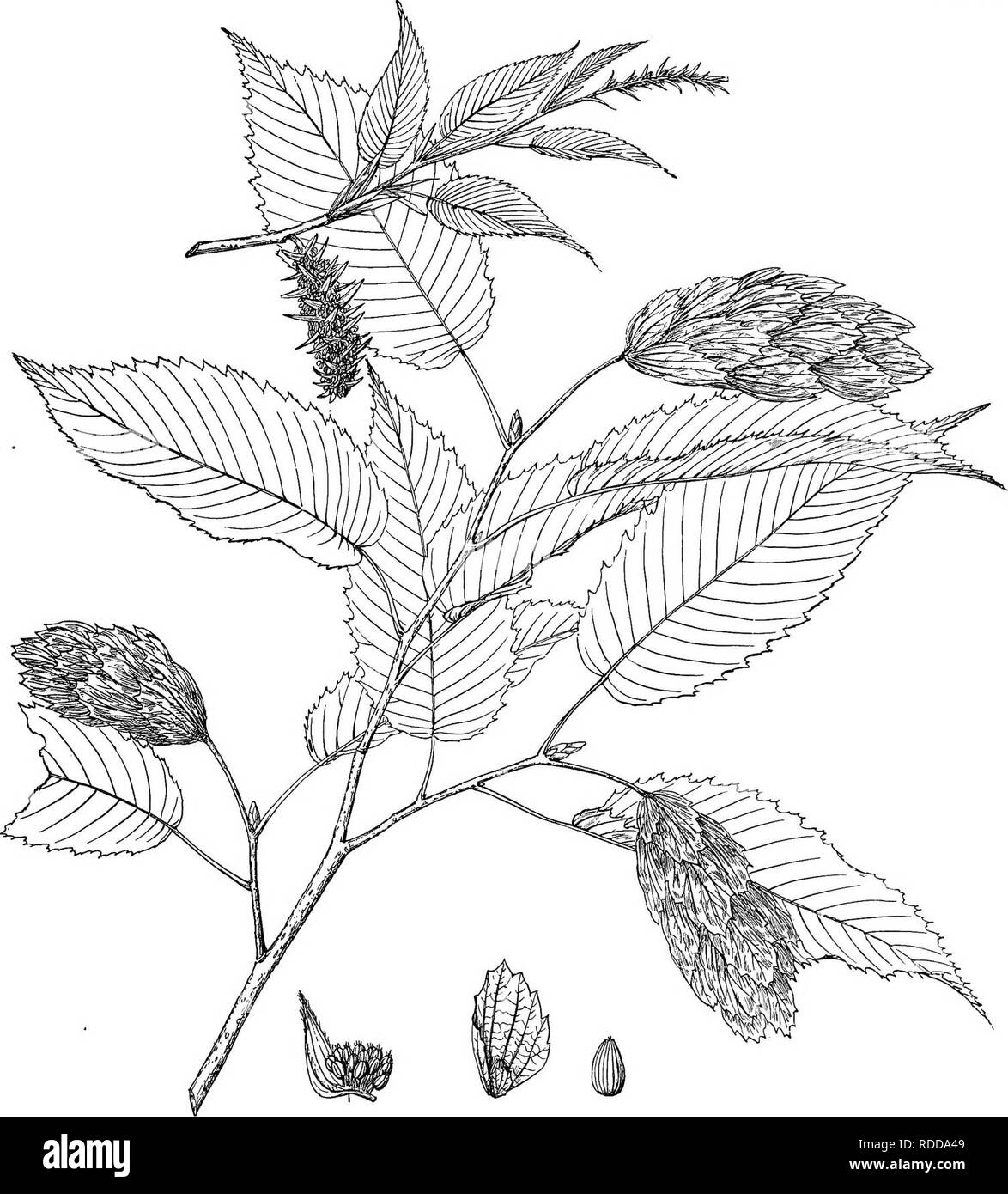 . Wald Flora von Japan. Hinweise zu den Wald Flora von Japan. Bäume; die Wälder und die Forstwirtschaft; Botanik. Platte XXI.. C. E. Faxoh del. CARPINUS CARPINUS, Sarg.. Bitte beachten Sie, dass diese Bilder sind von der gescannten Seite Bilder, die digital für die Lesbarkeit verbessert haben mögen - Färbung und Aussehen dieser Abbildungen können nicht perfekt dem Original ähneln. extrahiert. Sargent, Charles Sprague, 1841-1927. Boston, Houghton Mifflin, Stockfoto