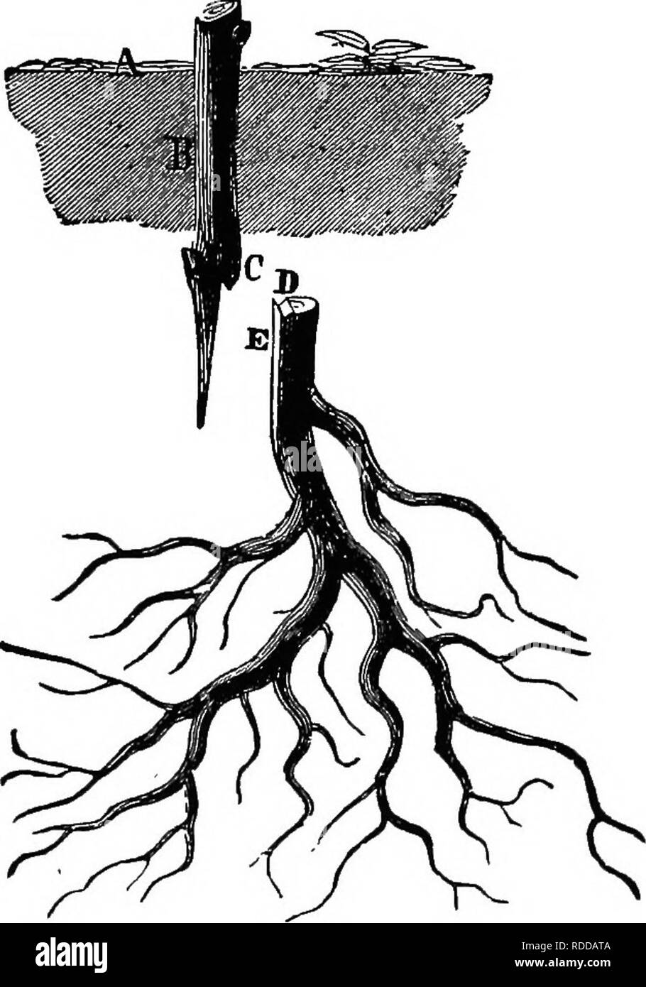 . Die Vermehrung von Pflanzen; die Grundsätze, die für die Entwicklung und das Wachstum von Pflanzen bestimmen, botanische Verwandtschaft und spezifischen Eigenschaften; auch Beschreibungen der Prozess, durch den die Sorten und Arten gekreuzt oder hybridisiert, und die vielen unterschiedlichen Methoden, mit denen die Kulturpflanzen propagiert und multipliziert werden. Pflanzenvermehrung. Durch PEOPAGATION GEAFTING. 209 Krone graft verwendet werden. Die Aktie ist abgeschnitten Ebene - mit, oder ein wenig unter Fsme-Oberfläche der Erde, wie in Abbildung 84. Die kom, B, ist getrennt zu etwa zwei Dritteln der Durchmesser, und diesen Teil entfernen Stockfoto