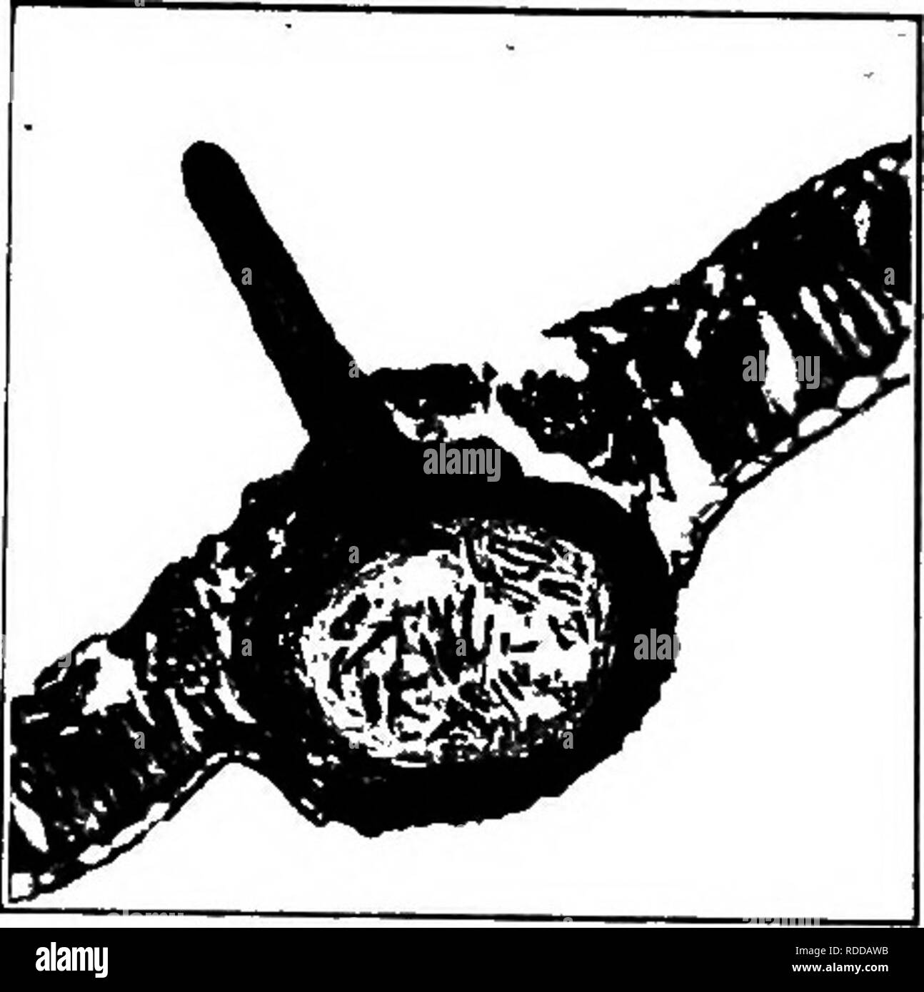 . Die Pilze, die die Krankheit verursachen. Pflanzenkrankheiten; Pilze. 274 DIE PILZE, DIE URSACHE DER KRANKHEIT Abb. 203.- G. tubifor-mis, peiithecia. Nach dem Winter. apically verdickt und Eröffnung durch eine Pore, Spore elliptisch, 1-celled, Hyaline; paraphyses Keine. Diese Gattung von ungefähr 25 Arten enthält G. tubiformis (Tode) Sacc., sagte ist der ascigerous Bühne von Lepto-thyrium alneum Sacc. wachsen auf Erle. Zwei andere Arten, G. und G. fimbriata coiyli sind auf Hainbuche und Hasel bzw. gefunden. Gnomonia Cesati&AMP;de Notaris. (s. 264) Perithecia bedeckt, oder eriunpent, submembranous, gl Stockfoto