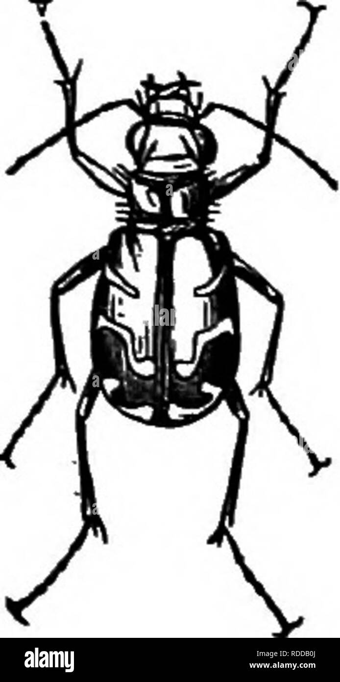 . Bauernhof Freunde und Feinde: einen Text - das Buch der Agrarwissenschaften. Landwirtschaftliche Schädlinge, Nützlinge und Schädlinge. Kapitel XIII Der räuberisch Insekten Während ein großer Teil der Insekten, die wir in unsere Wanderungen hinaus erfüllen, werden in der einen oder anderen Weise schädlich für Kulturpflanzen oder Haustieren, gibt es große Zahlen von Arten, die entweder als positiv oder neutral angesehen werden kann. Von Anfang ihres Lebens als Eier bis zu ihrem Tod als Erwachsene, die Schädigenden Insekten werden durch eine Vielzahl von Feinden belagert. Einige ihrer Feinde angreifen. Bitte beachten Sie, dass diese Bilder extrac sind Stockfoto