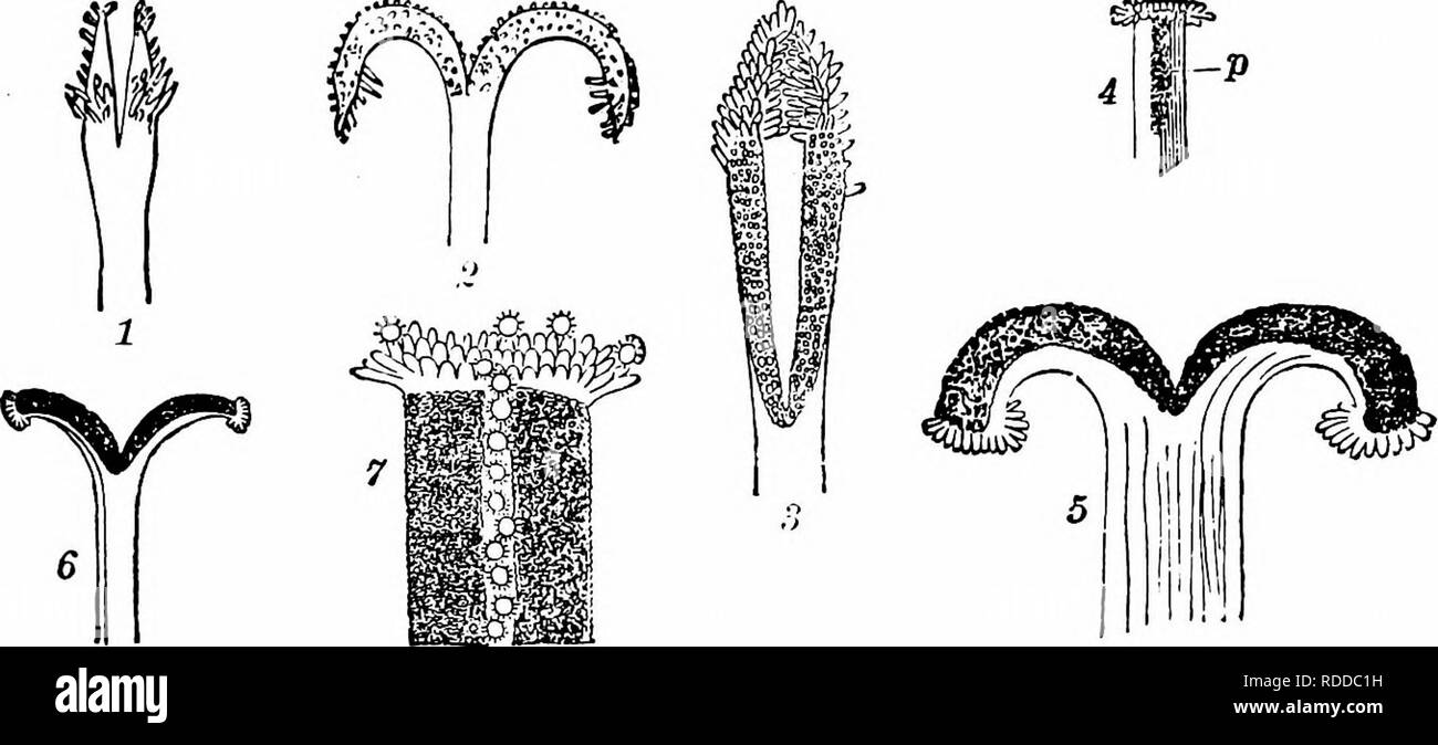 . Handbuch der Blume Bestäubung: auf Hermann Mu?ller Arbeit" die Befruchtung der Blüten durch Insekten". Düngung von Pflanzen. COMPOSITAE 569 beobachtet der Sensibilität der Filamente bestimmter Arten (von Centaurea, Ono-pordon, Cichorium, Hieracium) (3. Fortsetzung", S. 199, Leipzig, 1766). Hildebrand' hat den Mechanismus der Stil der Gegenstand einer gründlichen Untersuchung ('tJ. d. Geschlechtsverhaltn. b. d. Compositen, 'Nova Acta Leop., Halle, 1869). Delpino 1870 erörterte die ökologischem Besonderheiten der. Abb. 189. Stile und Narben von Coinpositae [iyova v Stockfoto