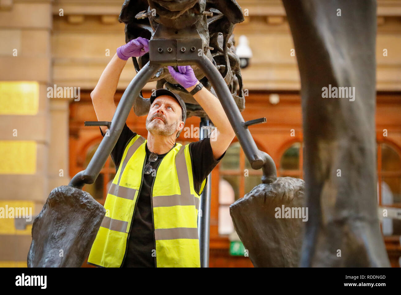 Glasgow, Schottland, Großbritannien. 18. Jan 2019. Des Natural History Museum London berühmte Diplodocus im Kelvingrove Art Gallery und Museum, Glasgow zusammen, wo ein Team von Spezialisten zart die 292 Knochenstruktur entpackt und begann Piecing der 21,3 Meter lange Diplodocus angekommen. Das Skelett ist Teil einer "ippy auf Tour, Natural History Adventure" Eröffnung der Ausstellung in der Öffentlichkeit am 22. Januar Credit: Findlay/Alamy leben Nachrichten Stockfoto