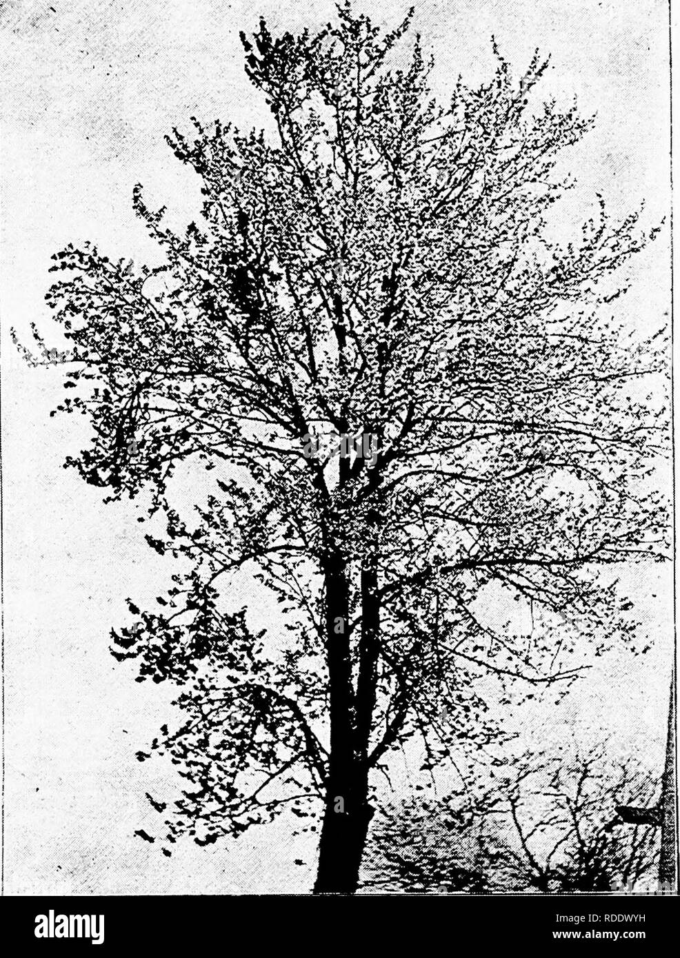 . Krankheiten von Pflanzen durch cryptogamic Parasiten induziert: Einführung in das Studium der pathogenen Pilzen, Schleim - Pilze, Bakterien, &Amp; Algen. Pflanzenkrankheiten; parasitäre Pflanzen, Pilze. Auswirkungen der parasitären Pilzen AUF DIE FORM VON HOST-Anlage. 23 Staat - unter dem Einfluss von Aecidium punctahim. In einfacheren Fällen die floralen Blätter schmal waren, länglich, und grünlich, Staubblätter gebildet, aber nicht Fruchtblätter; in mehr pro-Epidermis Fälle, die Blütenblätter wurden nur dargestellt als kleine, einfache,. Abb. 5.- Kirschbaum in Blüte, mit Besen drei "Hexen" im Laub, (v. Tubeuf phot.) angepirscht, Gr Stockfoto