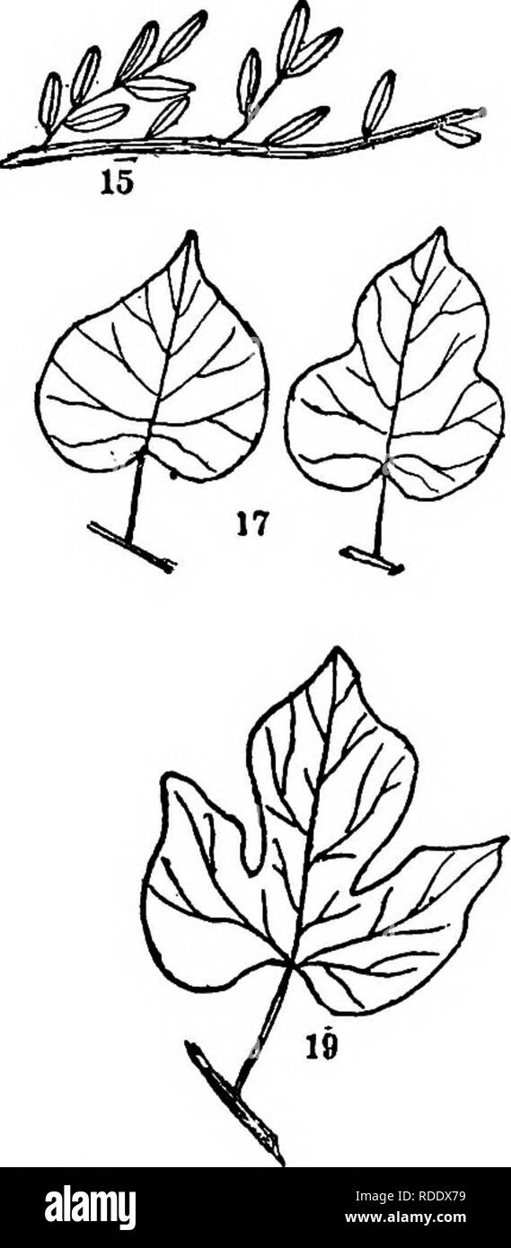 . Bäume, Sträucher und Rebstöcke der nordöstlichen Vereinigten Staaten: ihre charakteristische Landschaft und bietet vollständig für die Identifizierung beschrieben, die von der Nicht-botanischen Reader; zusammen mit einem Konto der wichtigsten ausländischen hardy Bäume, Sträucher und Kletterpflanzen in unserem Land kultiviert, im Central Park, New York City gefunden. Bäume; Sträucher; Parks. 13. Vetchling Typ. 17. C/s) 14. Kleine Cianfaeny. 19 * (70) 15. Schleichende Snowberry. 33. O/3) 16. Pyxie. 24. (Va) 17. Wild Potato-Rebe. 26. pVj) 18. Morning Glory. 27. (%) 19. Kleine Morning Glory. 40. (V9) 319. Bitte beachten Sie, dass diese Bilder von sca extrahiert werden Stockfoto