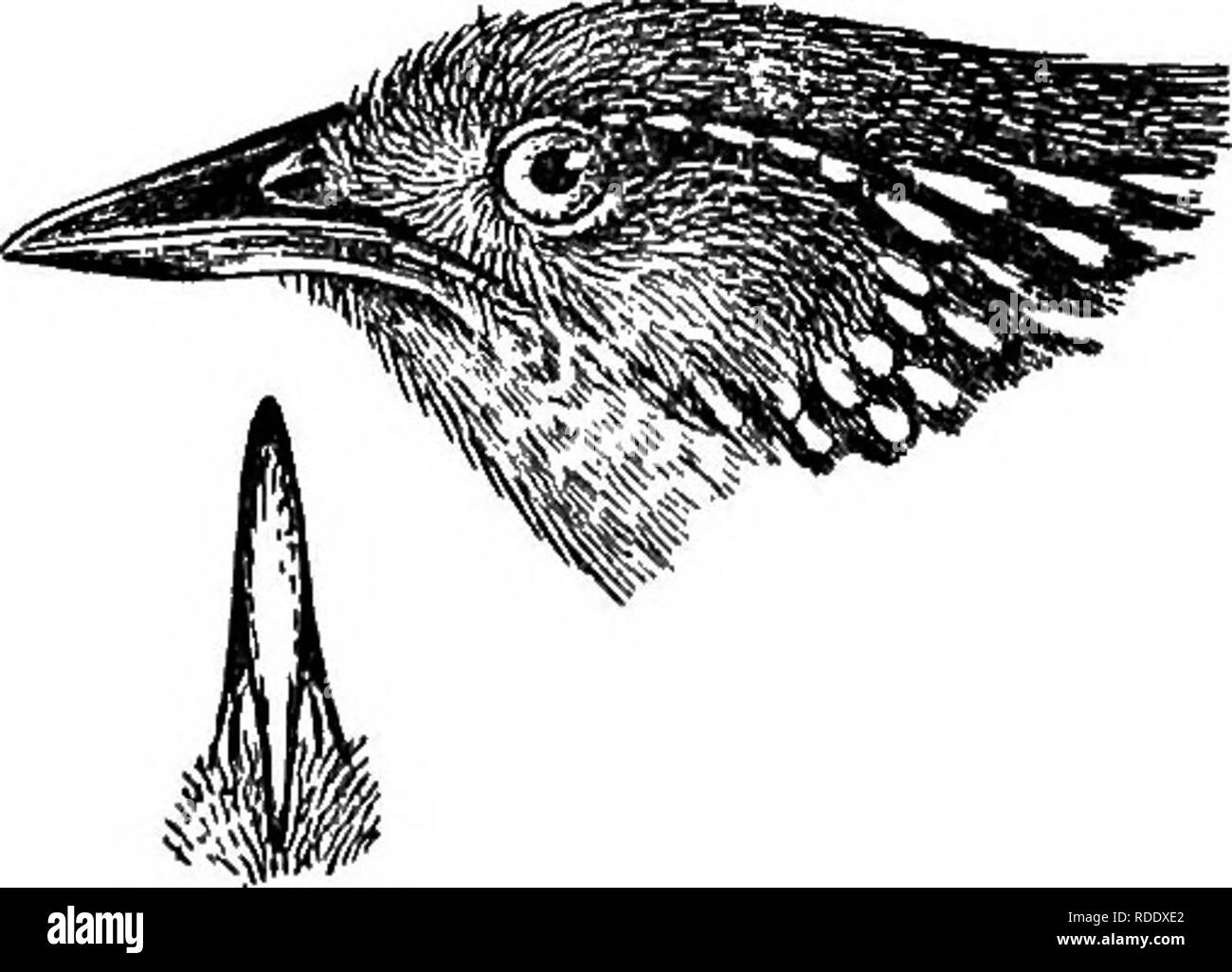 . Die Vögel von British Guiana, basierend auf der Sammlung von Frederick Vavasour McConnell. Vögel. LEUCOLEPIS. Gattung LEUCOLEPIS Reichenb. 365 Leucolepis Eeichenb. Avium Syst. Nat. pi. Ivii. März 1850. Typ L. mttsica (Bodd.).. Abb. 141.- An "die besondere Ausbildung der Rechnung angezeigt. Tbis der Gattung wird durch die komprimierte Rechnung unterschieden und stark geriffelte culmen; die Höhe, in der Nase leicht größer als die Breite. Der Flügel ist gerundet, der vierten, fünften und sechsten Vorwahlen am längsten und in etwa gleich, die Dritte in etwa gleich mit der siebten, die zweite etwa gleich der 9., und die exponierte erste Prima Stockfoto