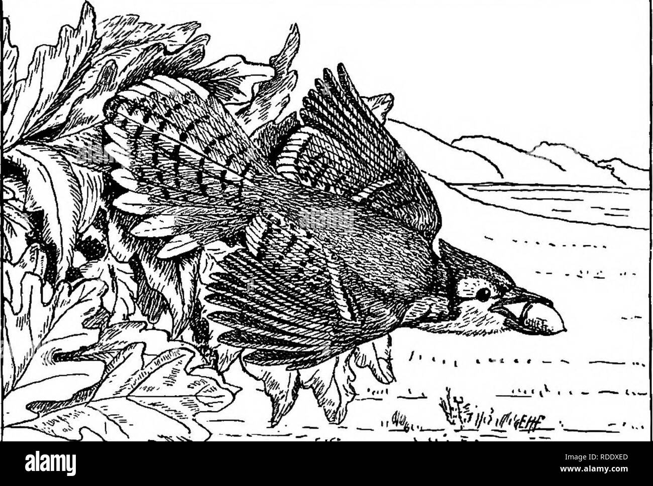 . Nützliche Vögel und deren Schutz. Enthält kurze Beschreibungen der häufigsten und nützliche Arten von Massachusetts, mit Berichten über ihre Ernährungsgewohnheiten, und ein Kapitel über die Mittel zur Gewinnung und Schutz der Vögel. Vögel, Vögel. 94 USEFCL VÖGEL. Eines Tages bemerkte ich einen jungen Kiefer einige zehn Fuß über dem Boden in tlae Gabelung eines Ahorn am Wegesrand wachsen. Es gab keine anderen Kiefern nahe. Was pflanzte es gibt? Das war nur ein Beispiel für die Tatsache, dass Baum Samen sind mit dem Transport durch die Flügel oder die Beine der Tiere, die ihnen Feed eingerichtet. Die Eichelhäher steigen Sie in den Tree Top; ea Stockfoto