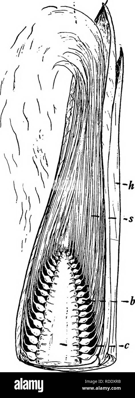 . Botanik für landwirtschaftliche Studenten. Botanik. Mais Blumen 19. Abb. 15. - Längs Schnitt durch das Ende der Junge Maiskolben, zeigt die ährchen mit den pistillate Blumen. h, Schale; s, Seiden der Blütenstempel; b, Erweiterte Grundlagen Der blütenstempel en-geschlossen durch Hüllblätter; c, cob. Leicht vergrößert. Bitte beachten Sie, dass diese Bilder sind von der gescannten Seite Bilder, die digital für die Lesbarkeit verbessert haben mögen - Färbung und Aussehen dieser Abbildungen können nicht perfekt dem Original ähneln. extrahiert. Martin, John N. (John Nathan), b. 1875. New York: John Wiley & Amp; Söhne, Stockfoto