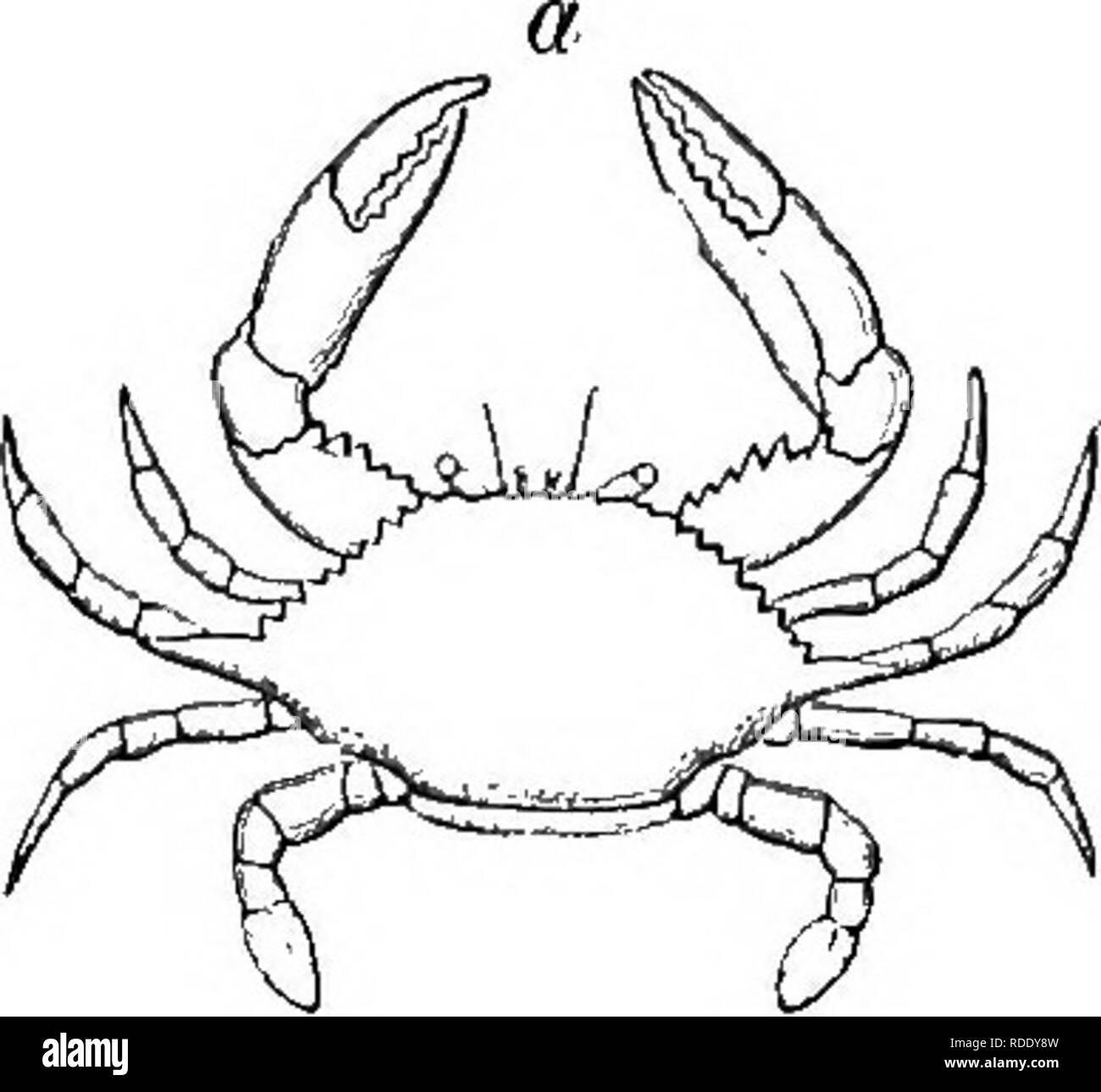 . Das Leben der Tiere durch die natürlichen Bedingungen der Existenz betroffen. Tierökologie. 196 DIESER EINFLUSS DER UNBELEBTEN SUEBOUNDINGS. Fluss cray-Fische sind im stagnierenden Wasser gehalten, so bald sterben zu wollen von Sauerstoff, oder tliey es beenden und bevorzugen es, in der Luft zu leben; es ist bekannt, dass sie für die Beförderung in feuchten Moos verpackt werden, und nicht in Wasser. Weiter Zurück habe ich bereits erwähnt (siehe S. 172), die Fische sind ertrunken, wenn Sie verhindert sind in Ergänzung zu der Menge an Luft, die sie aus dem Wasser, die für ihre Atmung unzureichend ist, ableiten, durch Schlucken von Luft an der Oberfläche. Fritz Miiller h Stockfoto