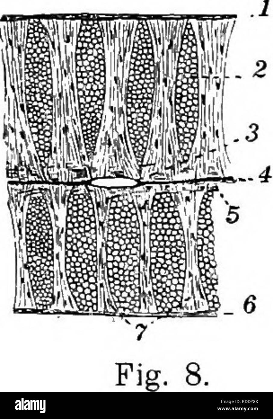 . Die Anatomie des gemeinsamen Kalmare Loligo pealii, Lesueur. Tintenfische, Muscheln. 18 von der unteren Oberfläche der fin und, nach unten vorbei, ist zum Teil auf die Seite der Mantel und teilweise auf der gegenüberliegenden fin eingefügt. Die fin (Text Abbildung 8) wird durch drei Sätze von Muskelfasern, längs-, quer und vertikal, zwischen drei fasciae geschlossenen gebildet. Zwei fasciae sind Subkutane, bilden die Oberflächen der fin und die Dritte hes in der Mitte der Flosse. Die longitudinale Muskelfasern bilden zwei dünne Laken, die auf die oberen und unteren Flächen der mittleren Frontpartie liegen. Sie reichen von einem t Stockfoto