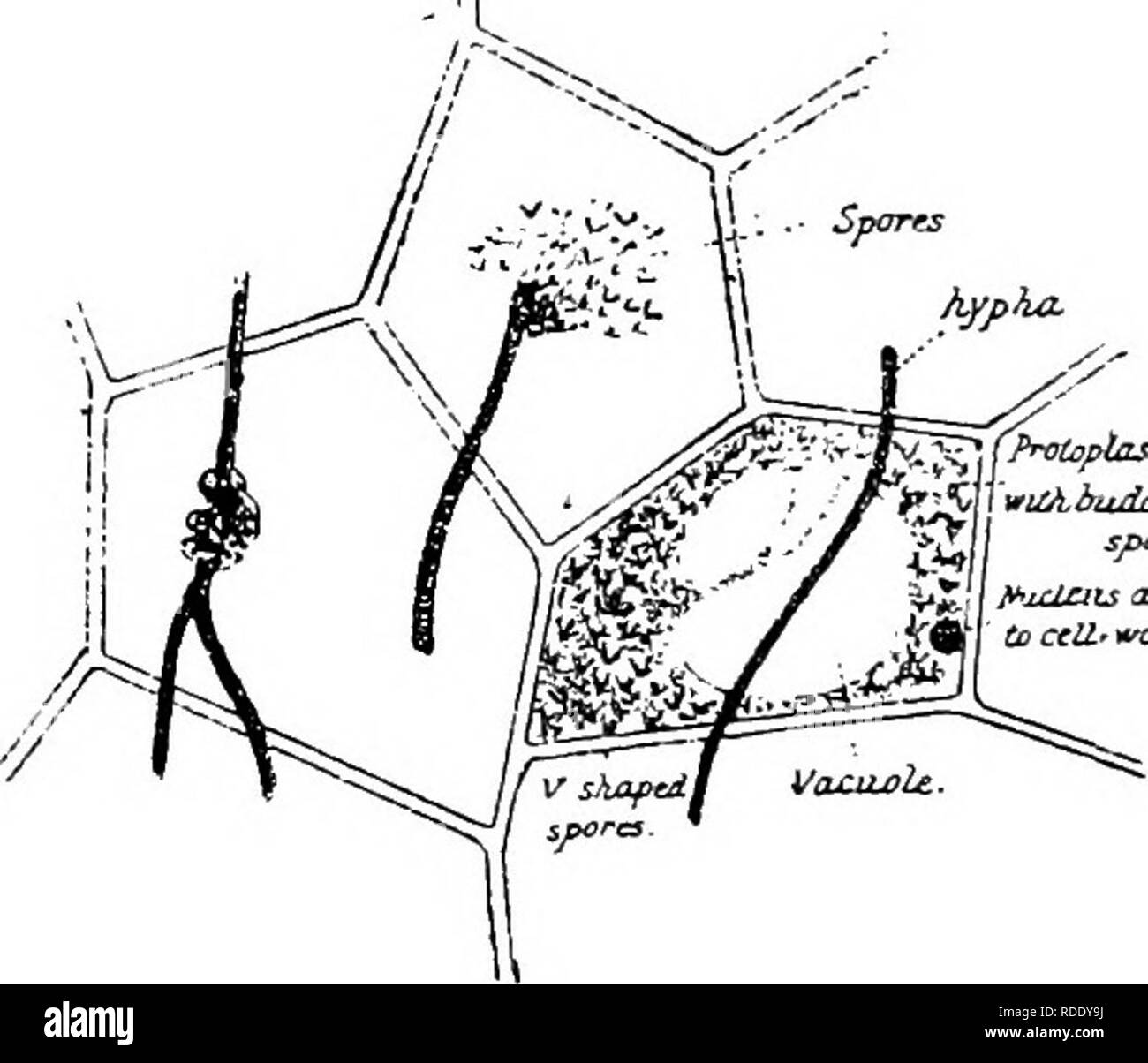 . Die Krankheiten von Kulturpflanzen und deren Abhilfe: ein Handbuch der wirtschaftlichen Biologie für Landwirte und Studenten. Pflanzenkrankheiten. 148 KRANKHEITEN VON KULTURPFLANZEN. durch die Verrottung der Wurzel-Knoten. Diese Sporen behalten ihre Vitalität für Monate / und sind dann in der Lage, Angriffe auf die neue Setzlinge in solchen Böden gepflanzt. Die Sporen sind leicht durch solche Agenturen wie Luft, Böden verbreitet, und Bäche. Ustilago cucumeris erzeugt einen krankhaften Zustand der gesamten Anlage. Prävention.- (1) Vermeiden Sie wachsende Gurkenpflanzen im gleichen Boden Saison für Saison. (2) Leistungsbeschreibung nur gute gesunde. Van. Abb. 50.- Spoek Fokmatiok. X713 Stockfoto
