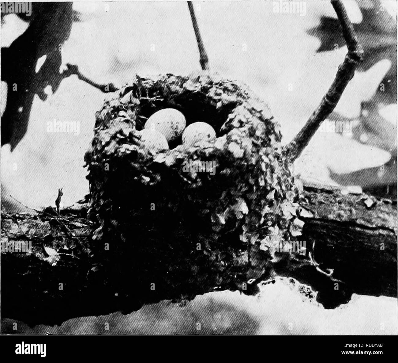 . Kamera Studien der wildlebenden Vögel in ihren Wohnungen. Vögel; Fotografie von Vögeln. Blau-grau Gnatcatcher. Diese charmante kleine Vögel sind Verj' in der südlichen Hälfte der Vereinigten Staaten verbreitet. Ihre bsb v ist nur wenig größer als ein Kolibri, aber ein ziemlich langer Schwanz macht die Gesamtlänge des Vogels" und vieles mehr. Ihr Anruf Notizen können häufig von den hohen Bäumen tliat v Wie häufig zu hören sein. Es ist ein Klang, der Würde. Abb. S3. XEST von BI.UE-GRAU GNATCATCHBRS. Bekanntmachung des viele Beobachter entkommen, nicht laut und mit ein Insekt - wie Qualität, die dazu führen können, dass Es overlooke werden Stockfoto