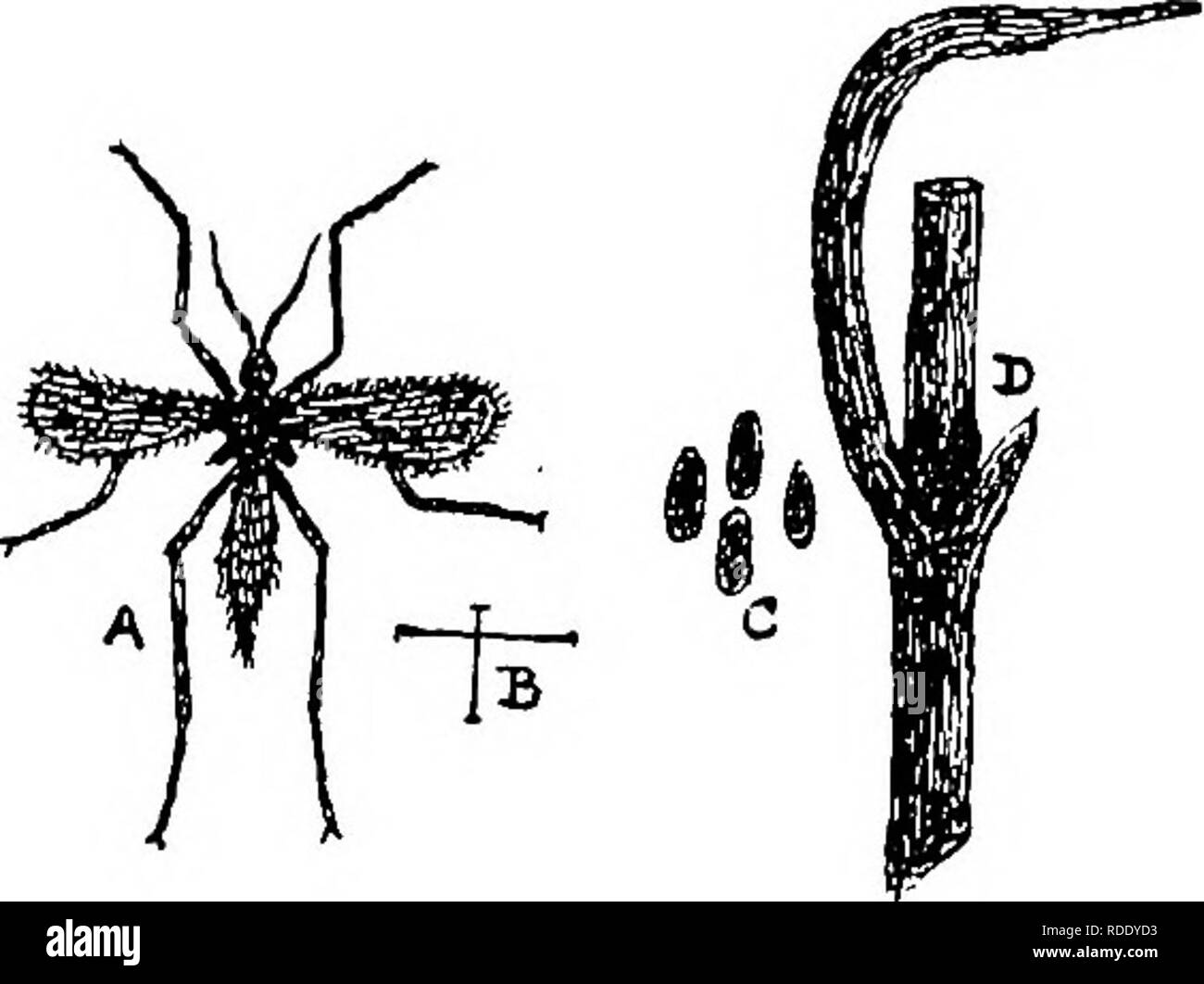 . Die Krankheiten von Kulturpflanzen und deren Abhilfe: ein Handbuch der wirtschaftlichen Biologie für Landwirte und Studenten. Pflanzenkrankheiten. GRAMINEOUS KULTURPFLANZEN. Kranke ratus zu einer sehr ernsthaften Ausmaß. . Die Motte ist etwa drei Viertel eines Zoll in der Verbreitung der Vorderflügel, die von hellem grau mit dunkleren quer Markierungen; die Flügel sind bemerkenswert für ihre weißliche halb-Transparenz, mit einem dunkleren Linie vom Punkt entlang eines Teils der vorderen Kante. Die Larven, wenn voll gewachsen, sind ungefähr fünf Achtel der einen Zoll lang; eine palish Fleisch - Farbe, heller, wenn ältere, Staats- und Regierungschefs eine gelblich-braune Farbe." Stockfoto