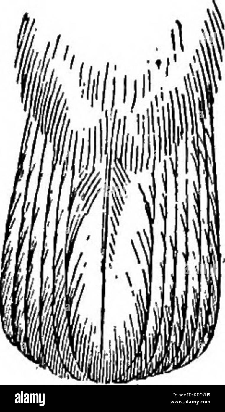 . Die Vögel von British Guiana, basierend auf der Sammlung von Frederick Vavasour McConnell. Vögel. Abb. 25.- iKyrmornis torquattii der Arten, für die diese Gattung gegründet wurde, ist durch seine große Rechnung, kurzer Schwanz, etwas dicken Füßen auffällig, und Woodcock - wie oben Gefieder. Der Wechsel an der Spitze angespannt, und der freiliegenden Teil des culmen ist fast so lang wie die tarsus. Der Flügel ist fast quadratisch, die Primärfarben, nur etwa 20 mm länger als die Secondaries. Der Schwanz ist nur ein wenig mehr als ein Drittel der Länge des Flügels. Färbung: Männchen und Weibchen unterschiedlich. b3. Bitte beachten Sie, dass die Stockfoto