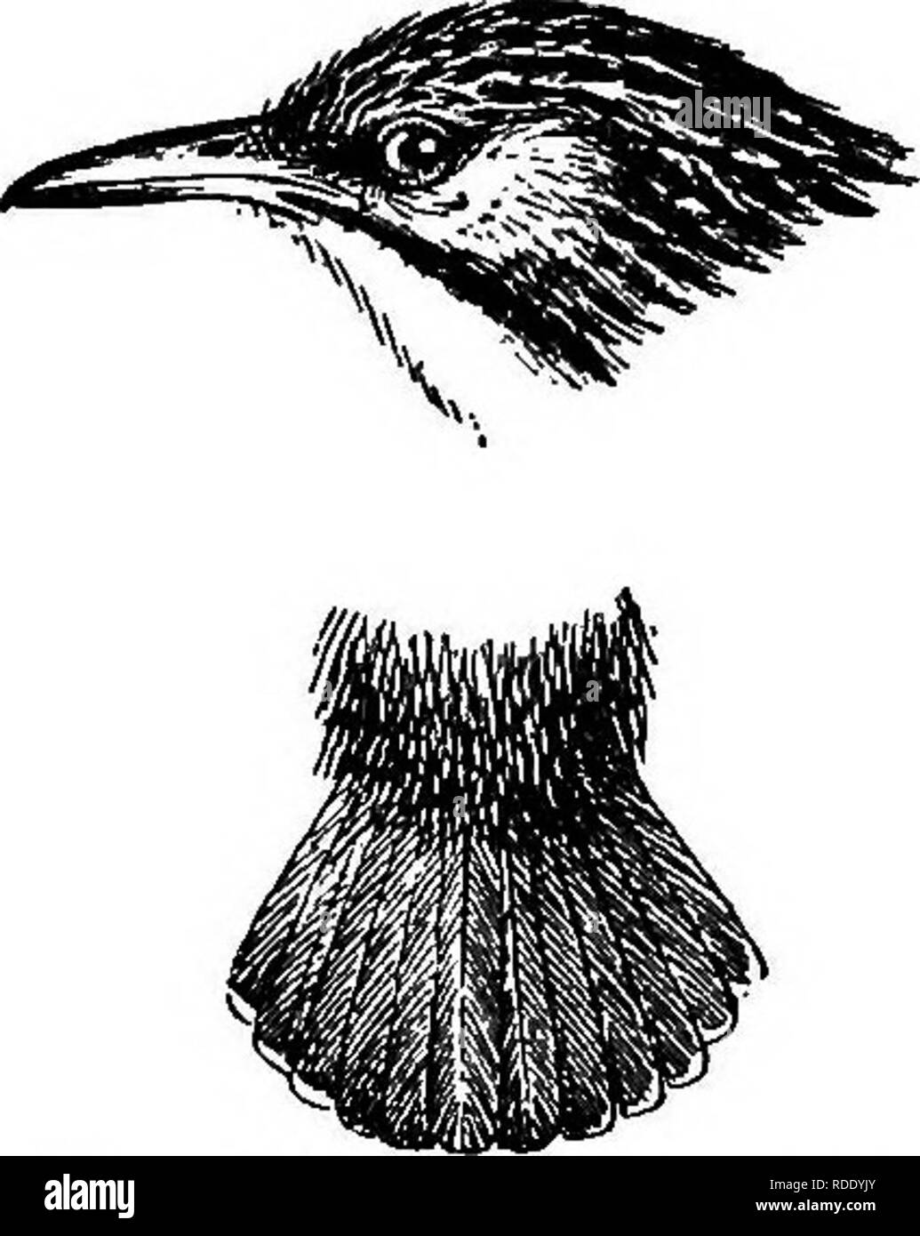 . Die Vögel von British Guiana, basierend auf der Sammlung von Frederick Vavasour McConnell. Vögel. 26 Vögel von British Guyana. Gattung MTRMOTHERULA Scl. Myrmotherula Sclater, S. Z. S. 1858, S. 234. Typ M. pygmea (Gmel.) -. Abb. 13.- Myrmotherula pygmcea. Die Art dieser Gattung ist auffällig durch seine kleine Größe, das Fehlen einer Crest, der kleine und schlanke Rechnung, die Stark angespannt ist, die abgerundeten Flügel, der dritte, vierte und fünfte Vorwahlen am längsten, und die zweite in etwa gleich mit der siebten, der Schwanz kurz und abgerundet, länger als die culmen, aber kürzer als der tarsus. Männchen und Weibchen unterschiedlich in Co Stockfoto
