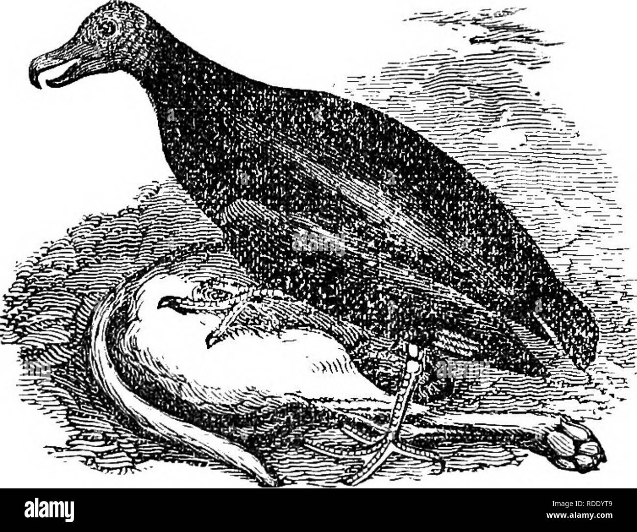 . Wilson's American Ornithologie, mit Noten von Jardine. Zu dem ist eine Synopse der amerikanischen Vögel, einschließlich derer, die von Bonaparte, Audubon, Nuttall, Richardson, von T.M. hinzugefügt Brewer. Vögel; 1854. BLACiv Geier. 6 (37 MÖNCHSGEIER, oder NEBELKRÄHE. - VULTUR JOTA-FIC..317.. Bartram, S. 289. - Gallinazo, Ulloa, Woj. Ich. S. 52. - Zopilol, C, "Avis; ero, Uist. Mex.' Ich. S. 47. - Vultur Jota, Molina, Hist. Chili, S. 185. - Peale's Museum, Nr. 13. VULTUR JOTA. - Bo. vapaete.'" vultur Jota, Bajiap. Synop. S. 23.- Cathartes atratus, Nord. Zool.II, S. 6. Obwohl ein Konto dieses Vult Stockfoto