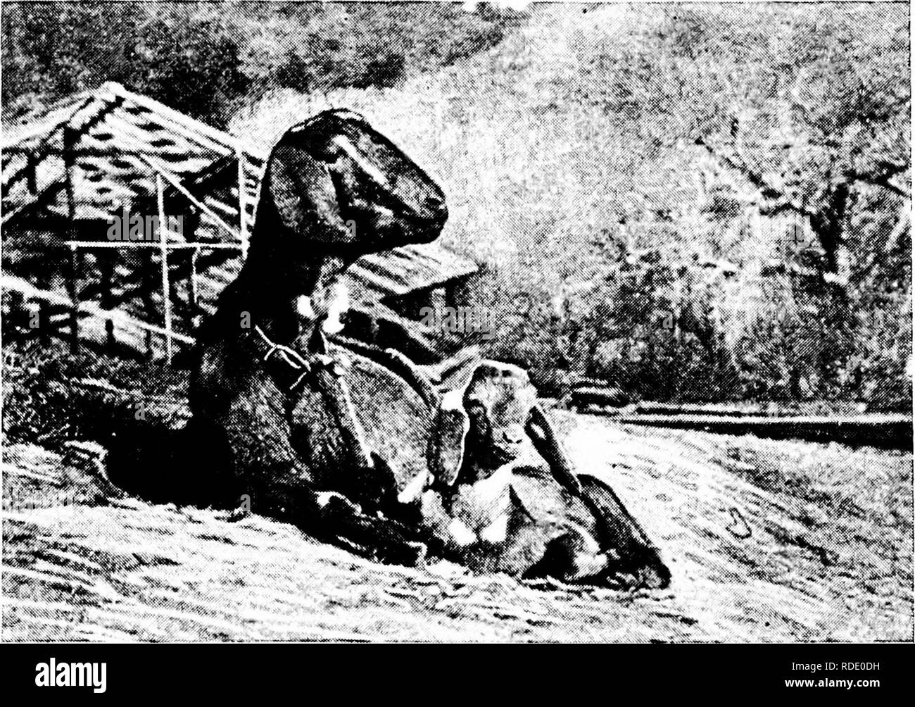 Ausnahmestatus Fotos und Bildmaterial in hoher