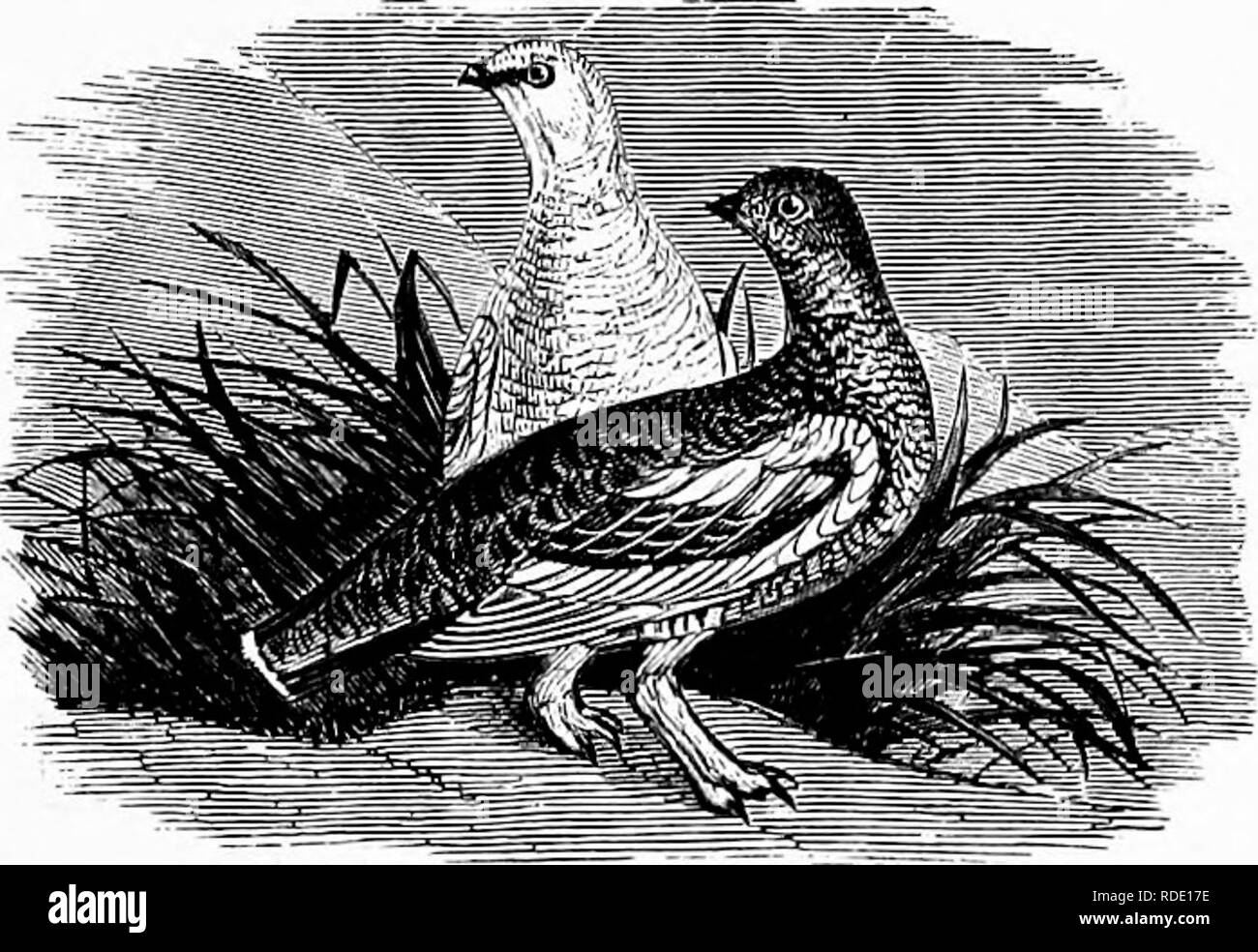 . Unsere eigenen Vögel; eine vertraute Naturgeschichte der Vögel der Vereinigten Staaten. Vögel. Der ROCK PTARMIGAN. 205 Gan, in der Eocky Bergen, in Grönland, Labrador, Norwegen und Schweden. Das Gefieder der Vögel ist sehr schön, und wir hatten Gelegenheit, in einem anderen Kapitel der Singular ändern, die es von einer Jahreszeit zur anderen unterzogen wird, zu beachten. Dur-. Rock Ptarmigan. ing Winter, der Männchen ist eines schneebedeckten whitene&AMP;s, mit der Ausnahme von ein breites Band von Schwarzen eigenprojekt von der Basis der Rechnung eine kurze Strecke hinter die Augen und die Federn des Schwanz, den blac sind Stockfoto